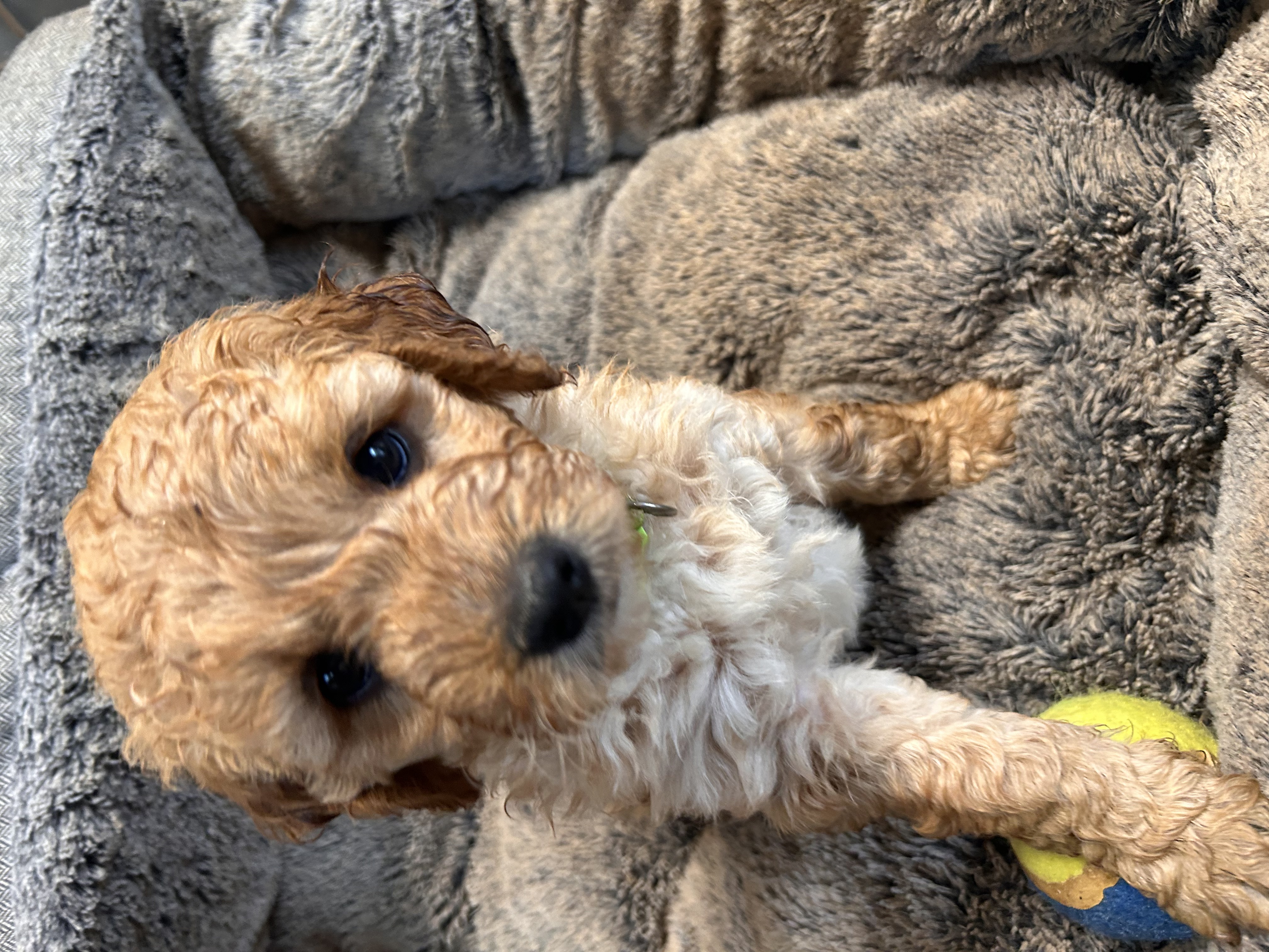 Groodle – karyn rollins