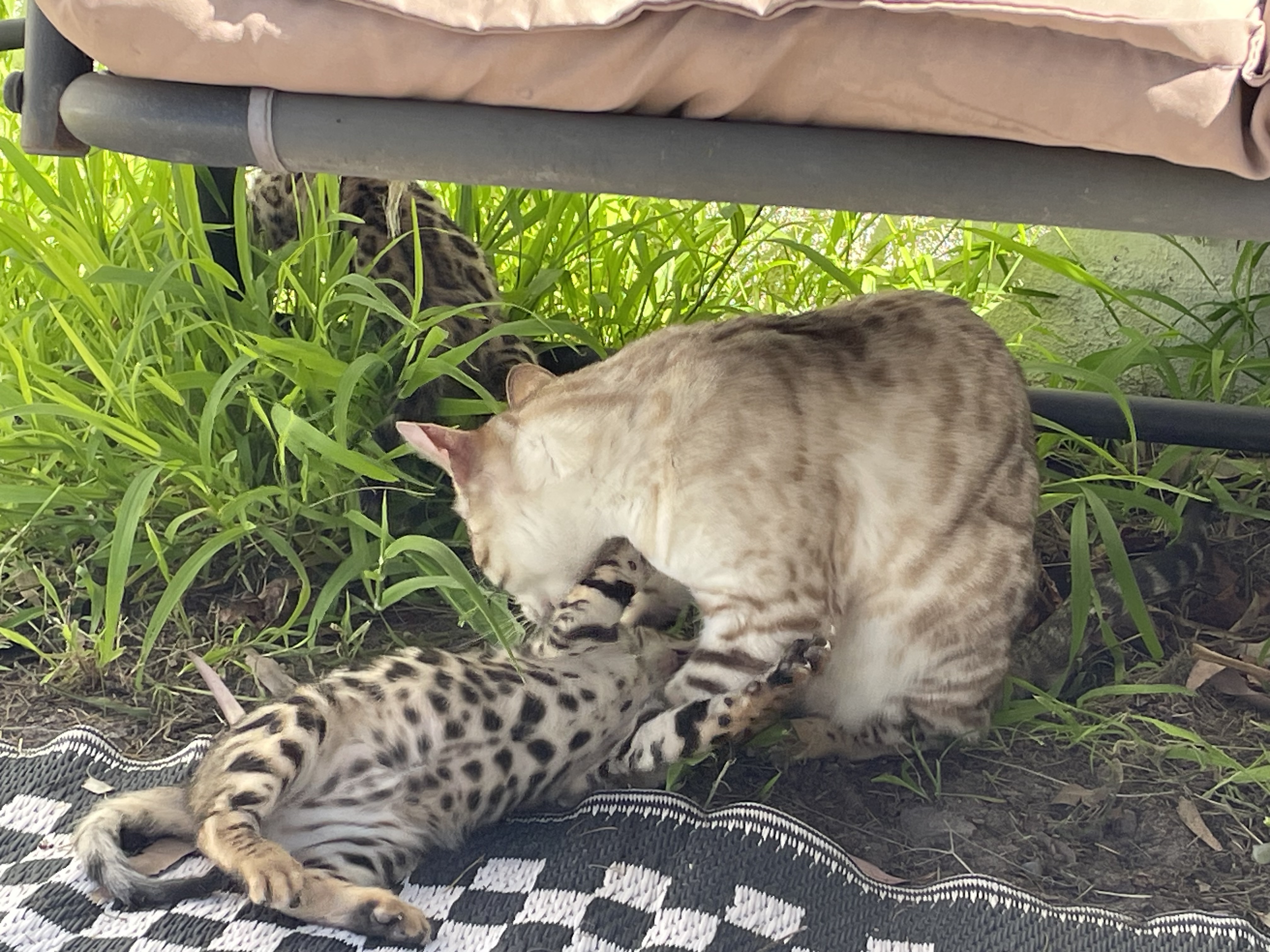 Bengal – Emma Eisikovich