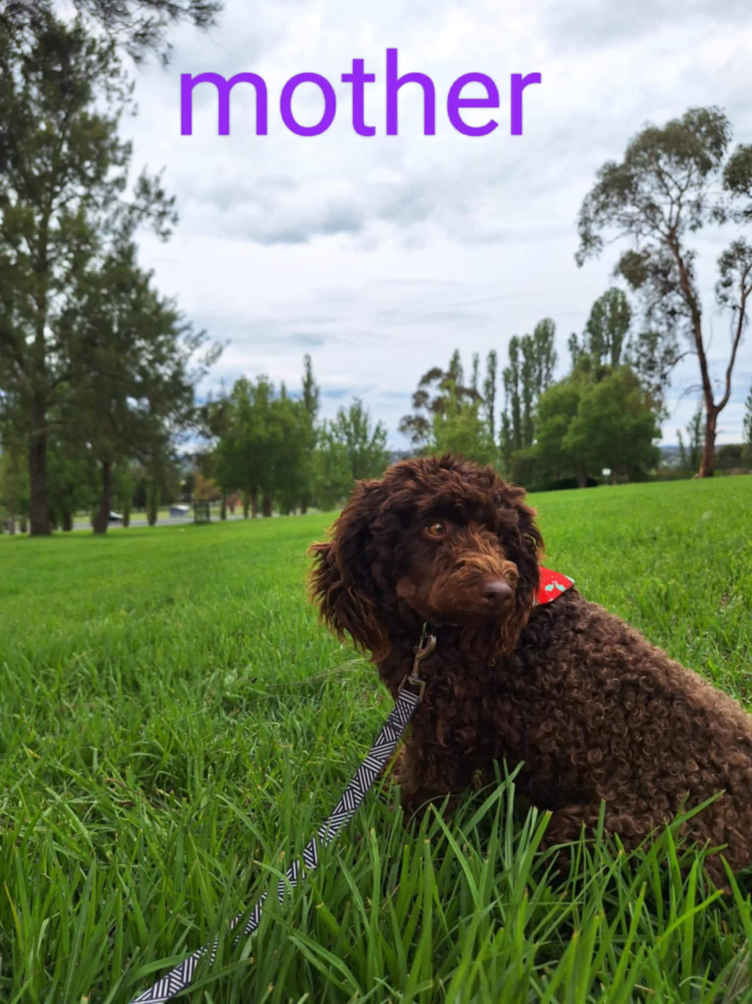 Poodle Mini – Guyra