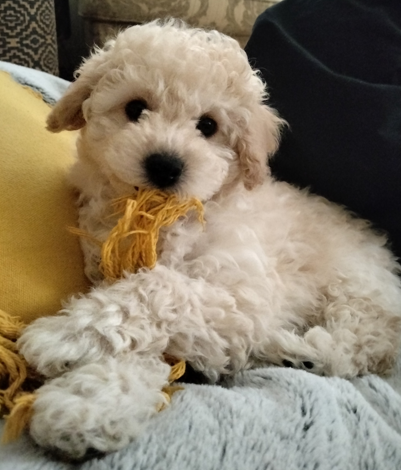 Bichoodle – Nambour