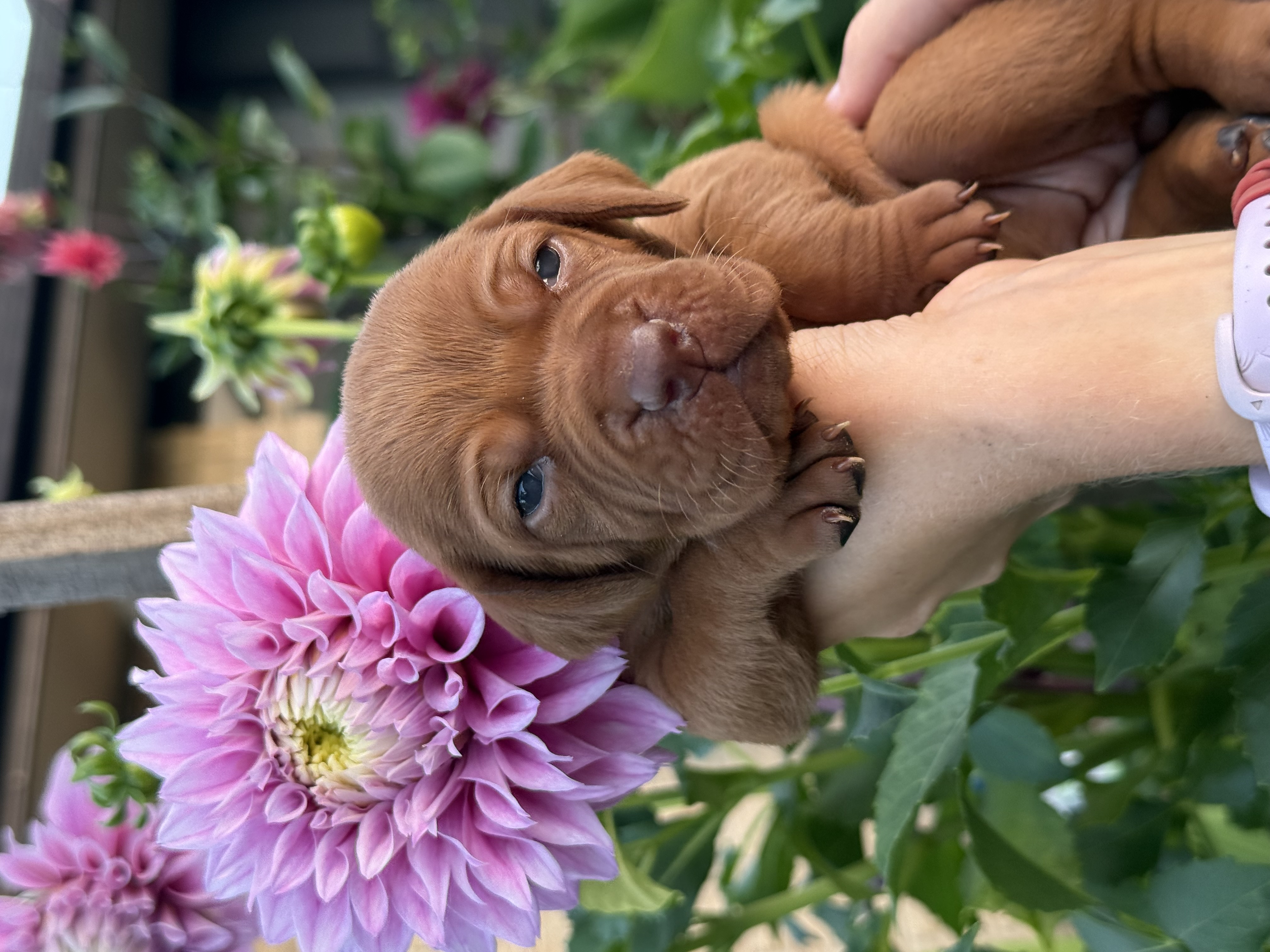 Hungarian Vizsla – Cooran