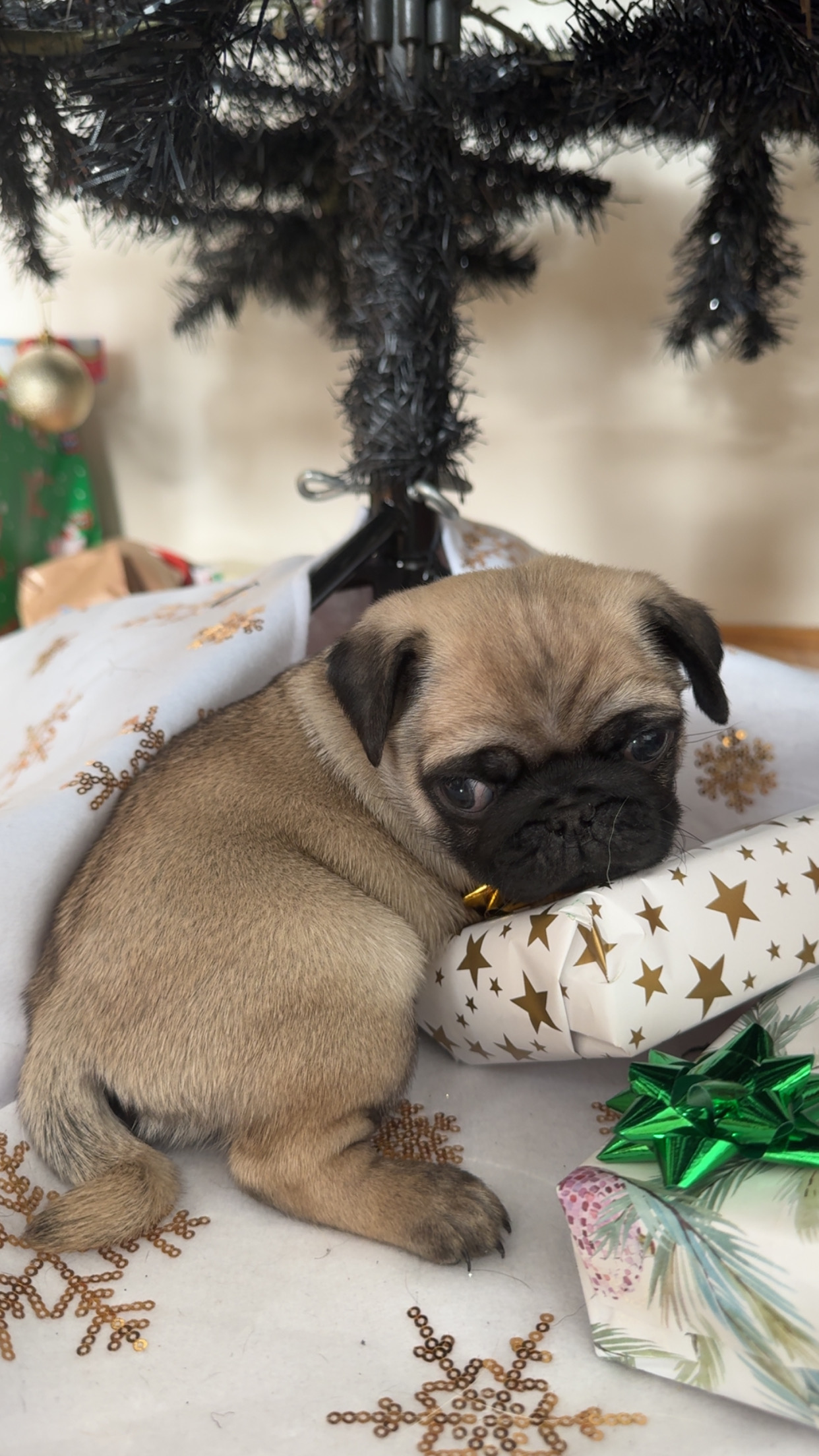 Pug – Hamilton Hill