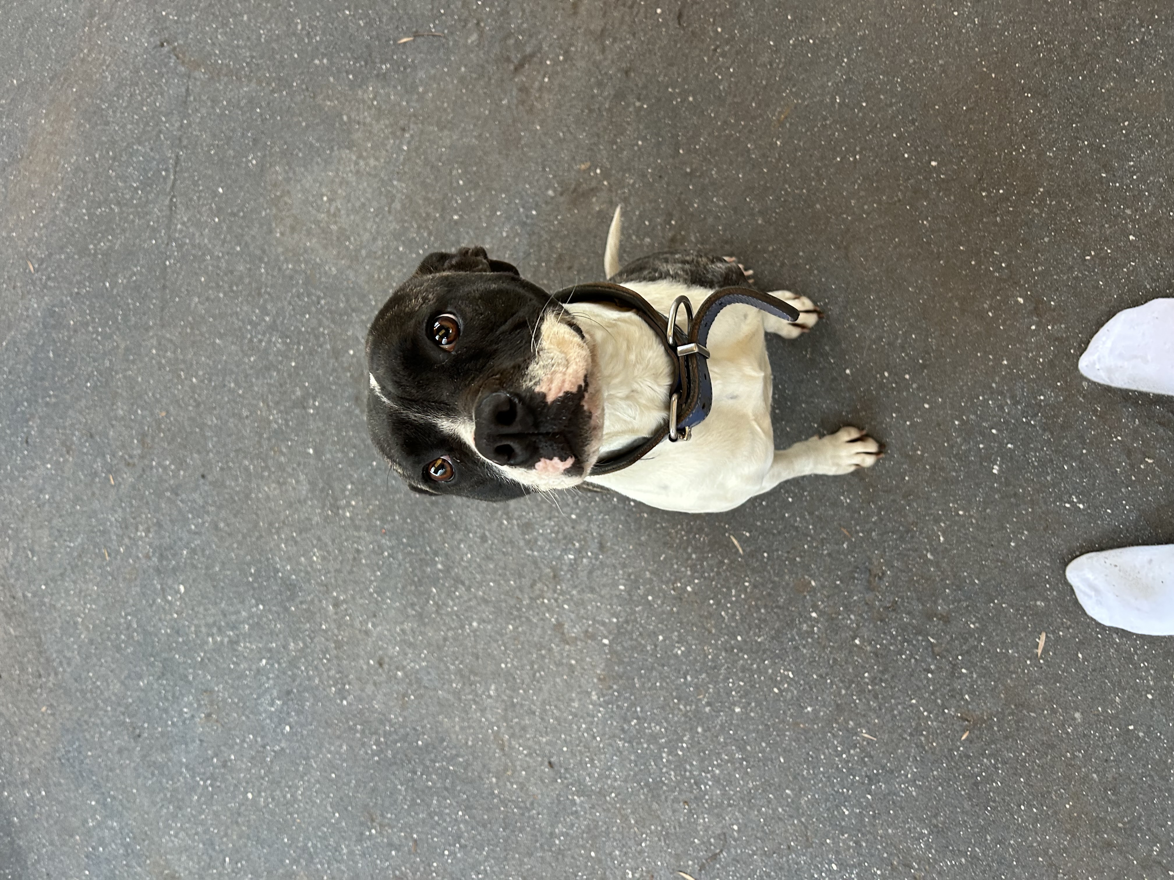 Dogs – Port Kennedy