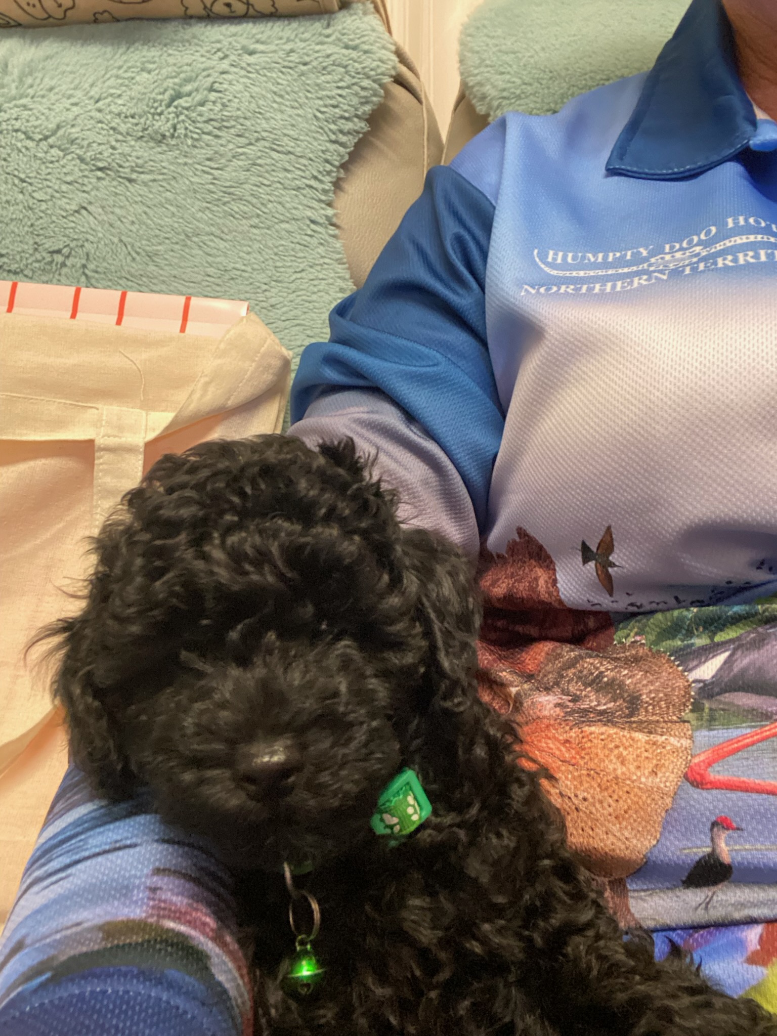 Toy Poodle – Piara Waters