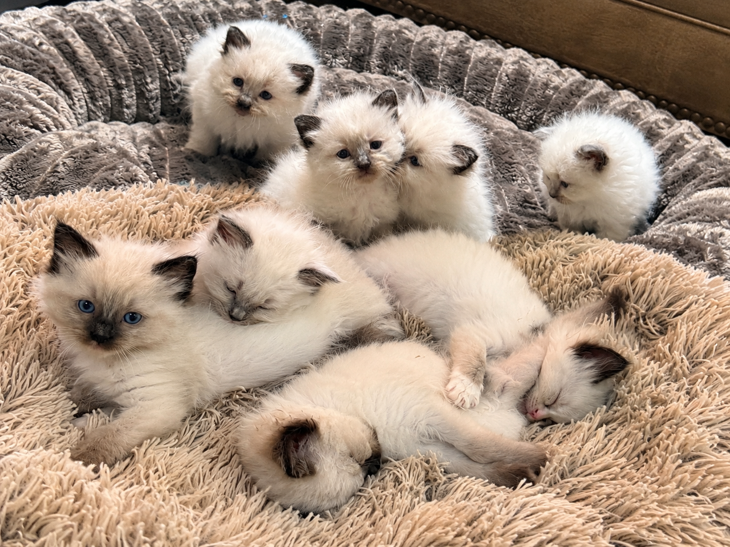 Ragdoll – Shepparton