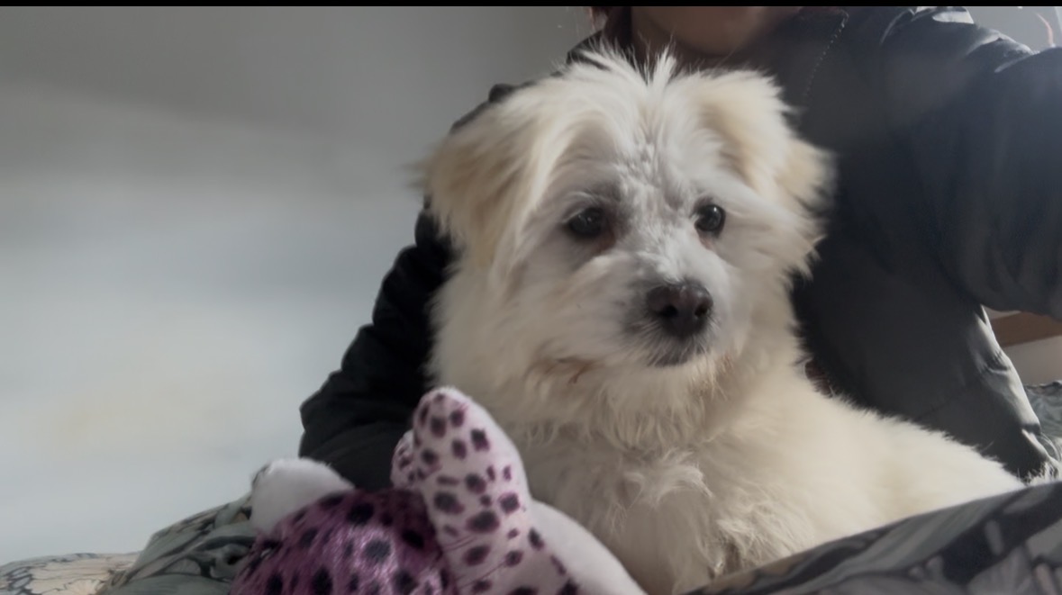 Maltese – Docklands