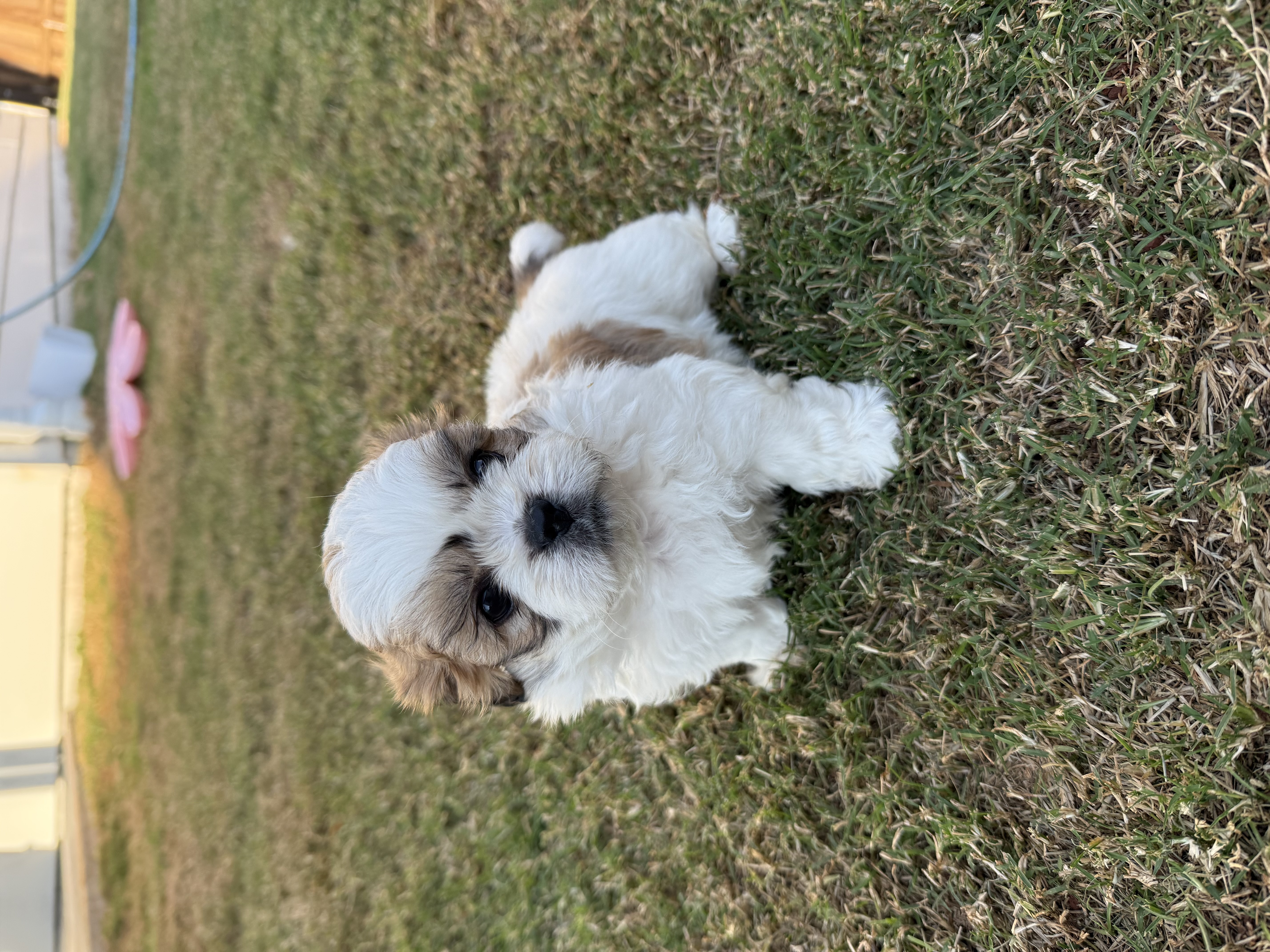 Poodle Mini – Highfields