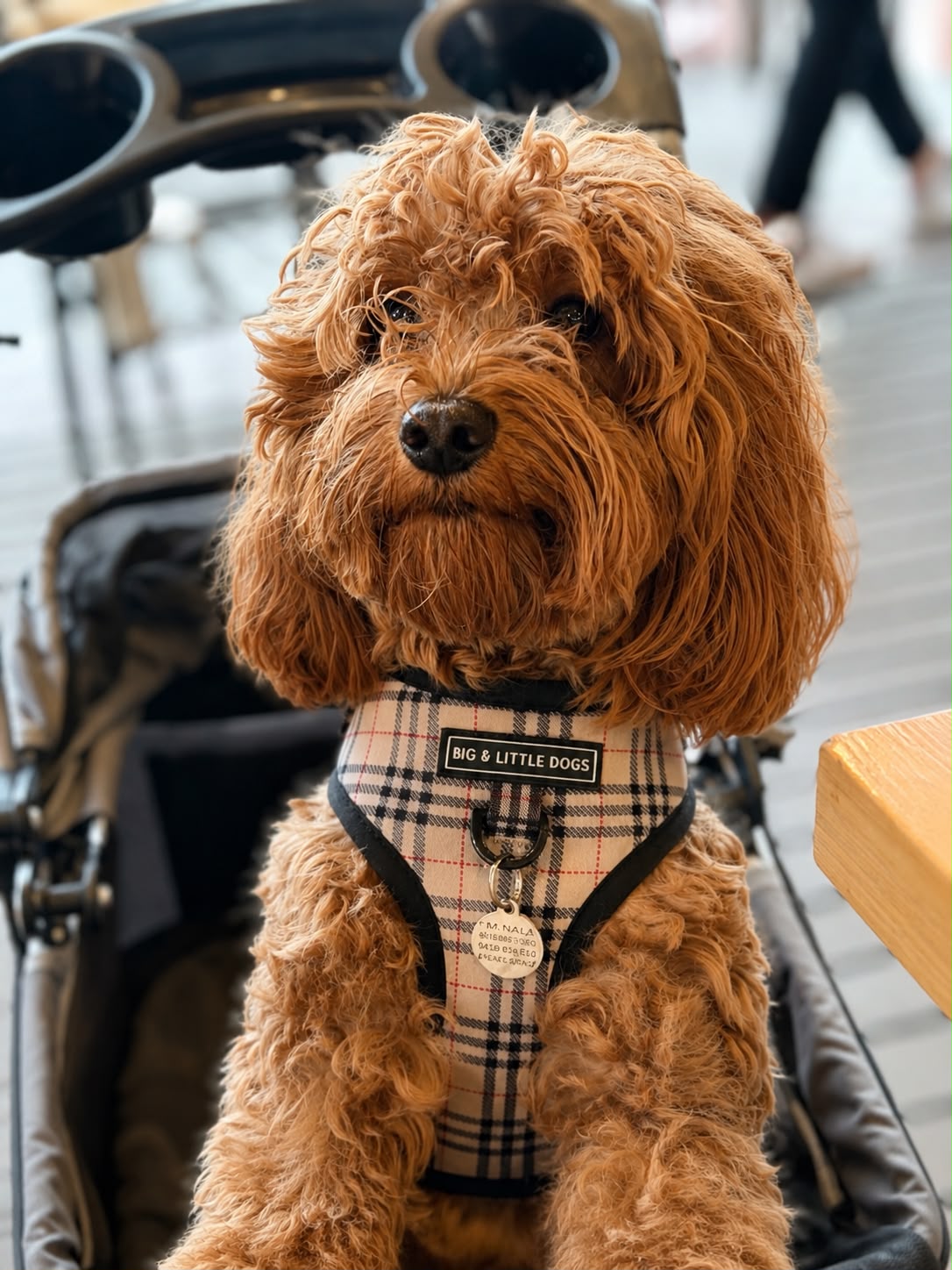 Cavoodle