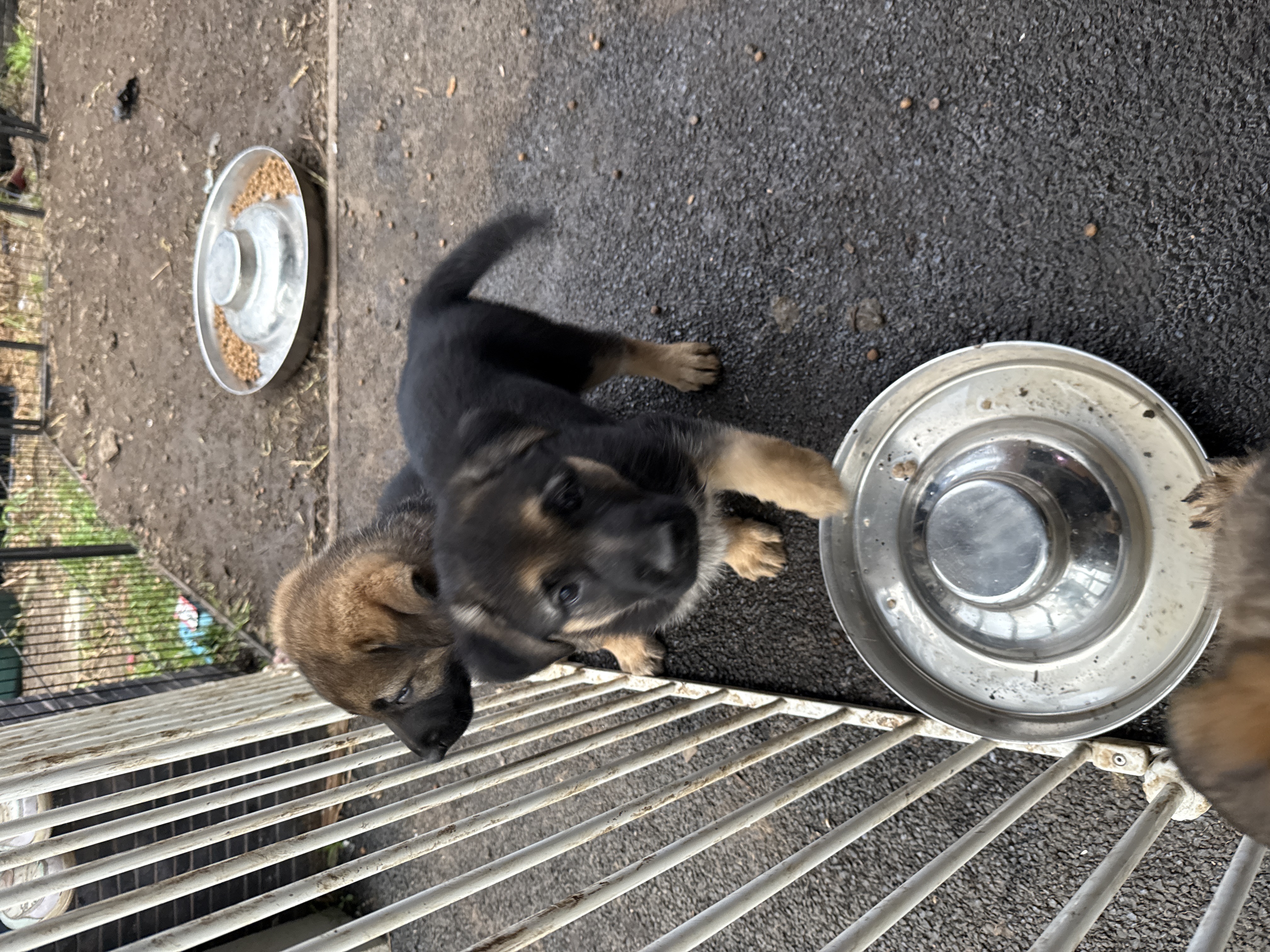 German Shepherd – Hampton Park