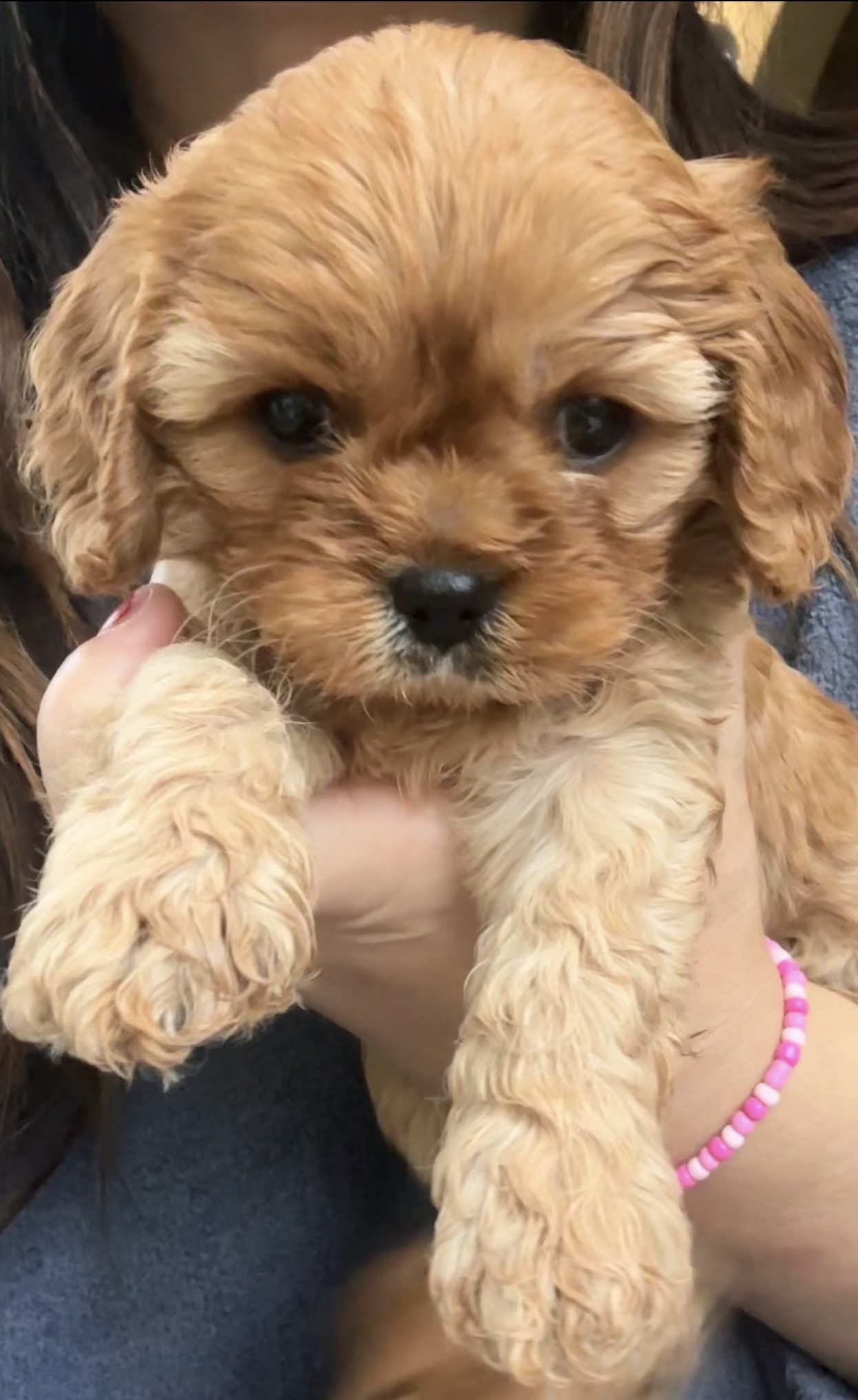 Cavoodle – Dubbo