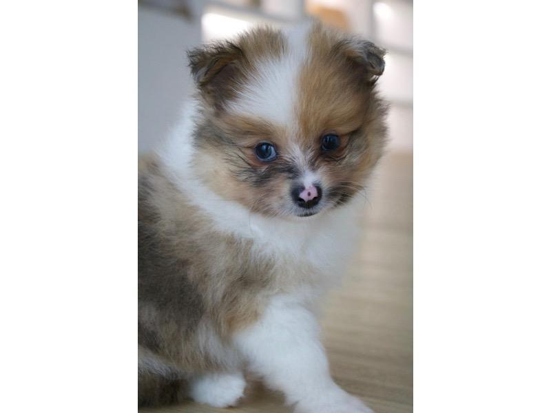 Pomeranian – North Lakes