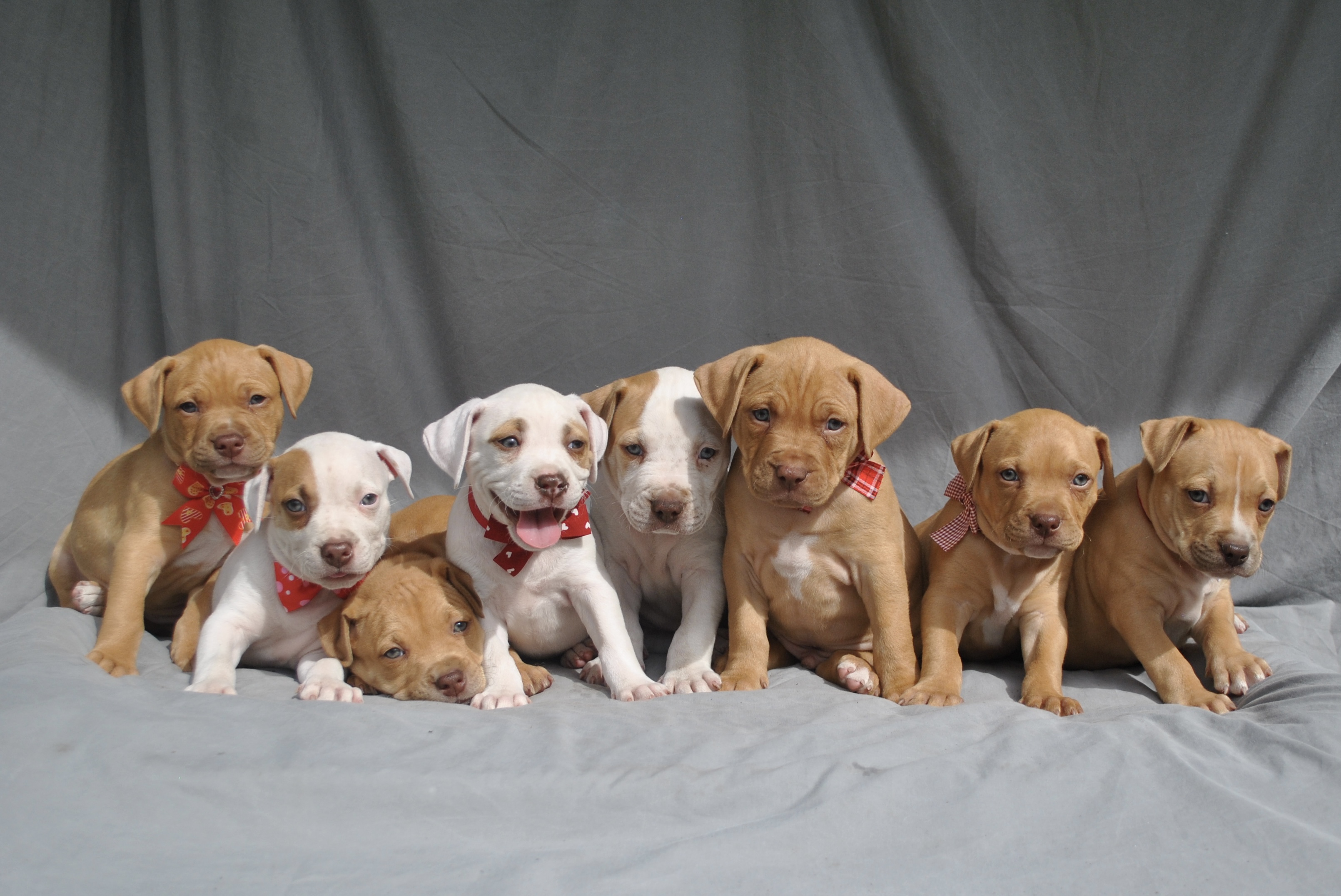 American Staffordshire Terrier
