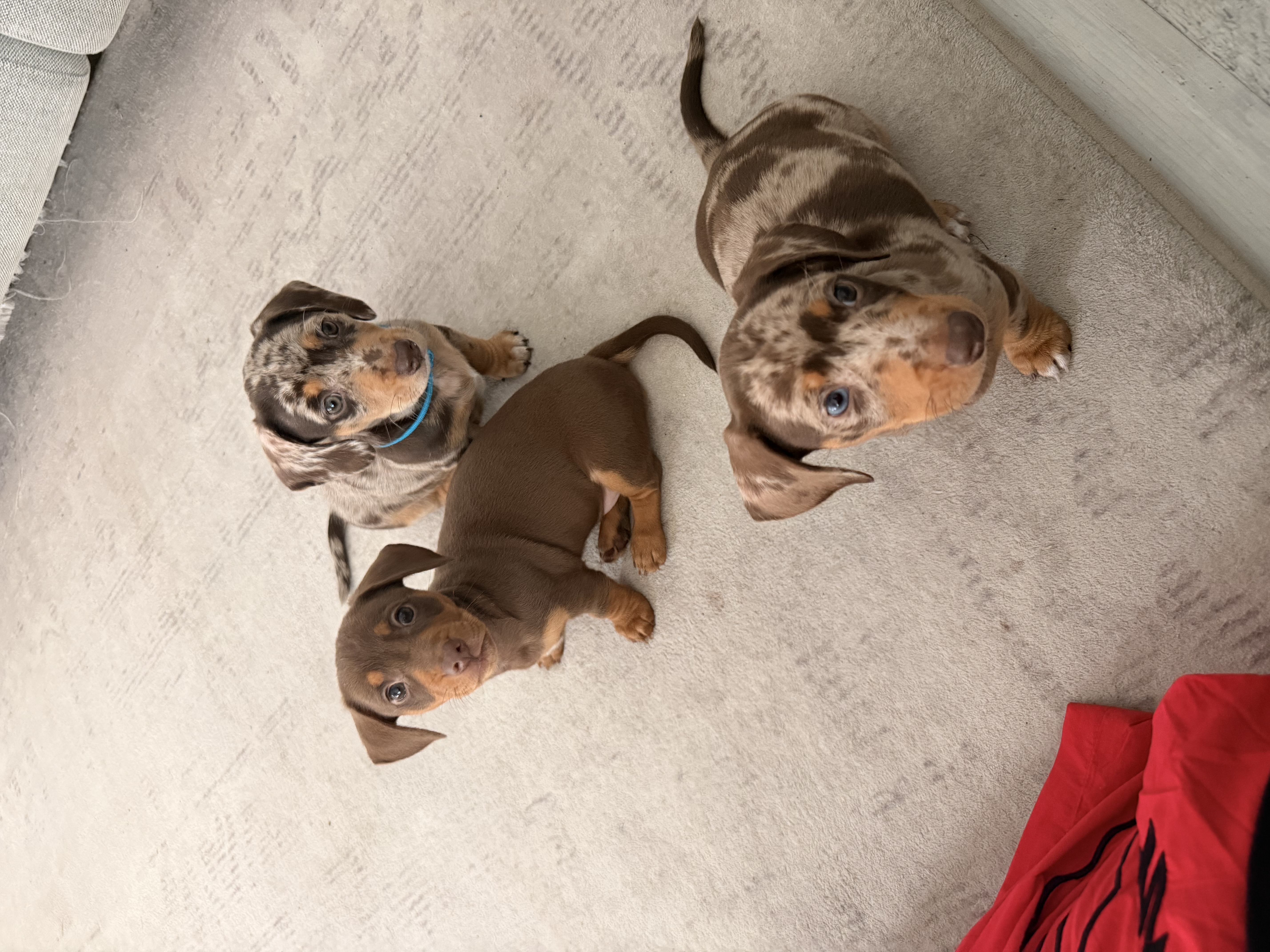 Dachshund – Bahrs Scrub