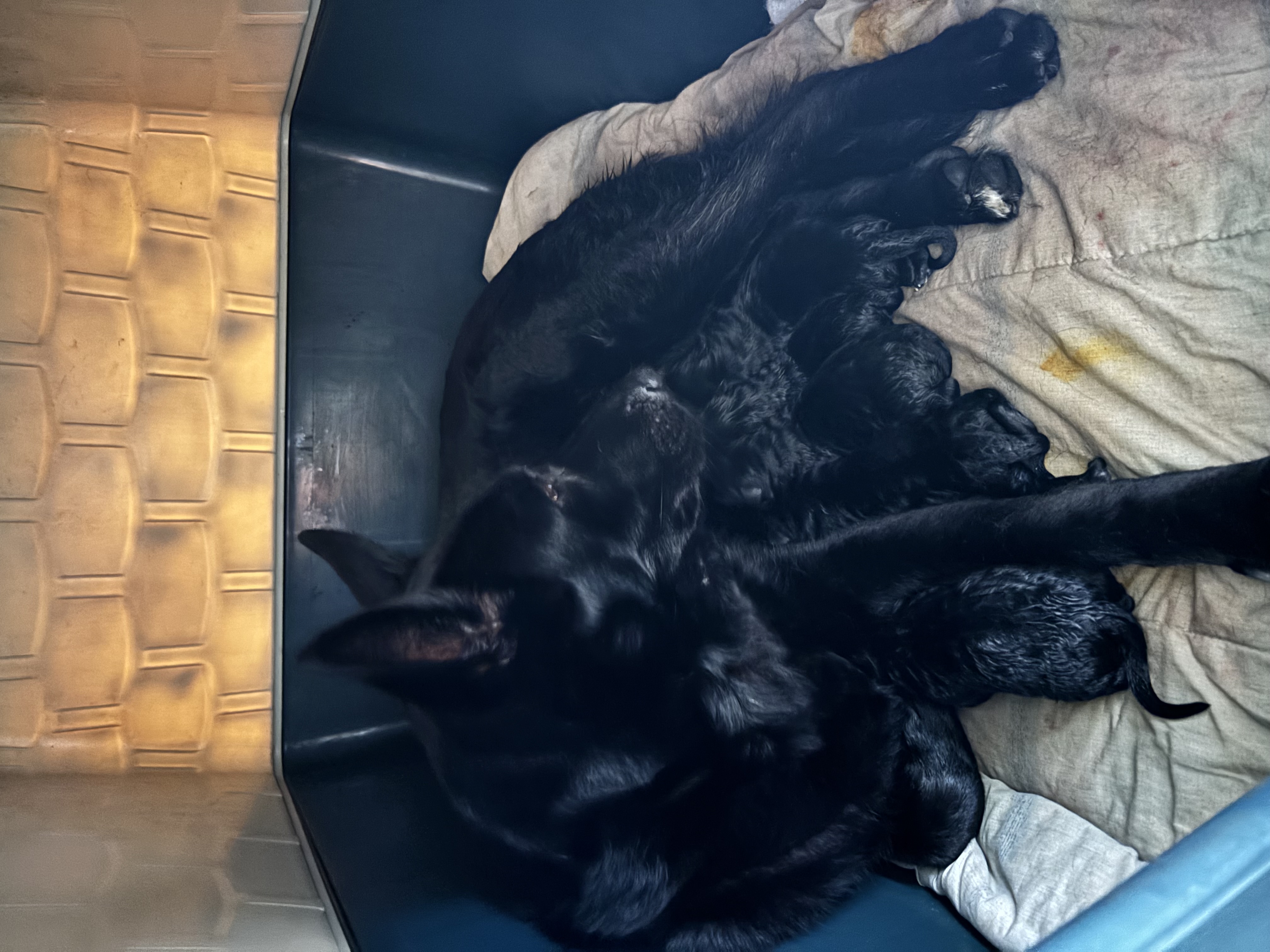 German Shepherd – Lake Clifton