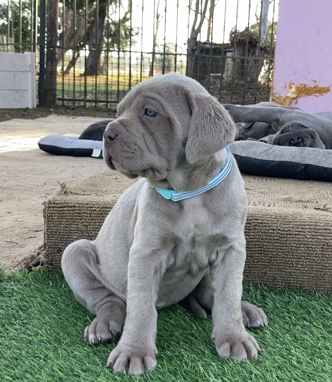 Neo Mastiff (Neapolitan) pups BLUE & TAWNY