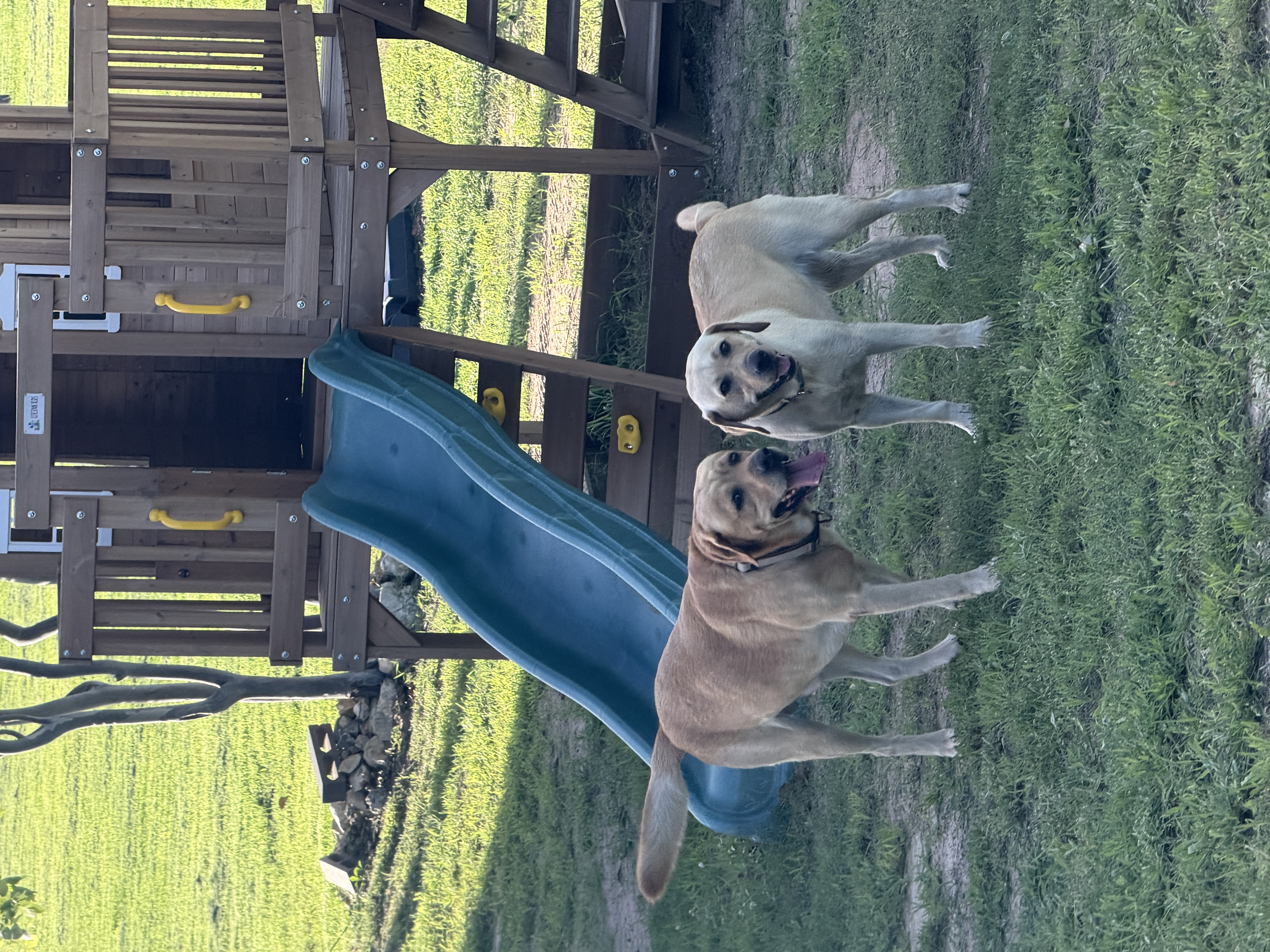 Labrador Retriever – Bowen