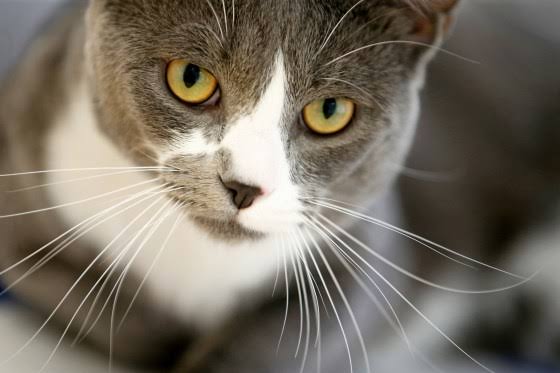 Domestic Medium Hair (DMH) – Palm Cove