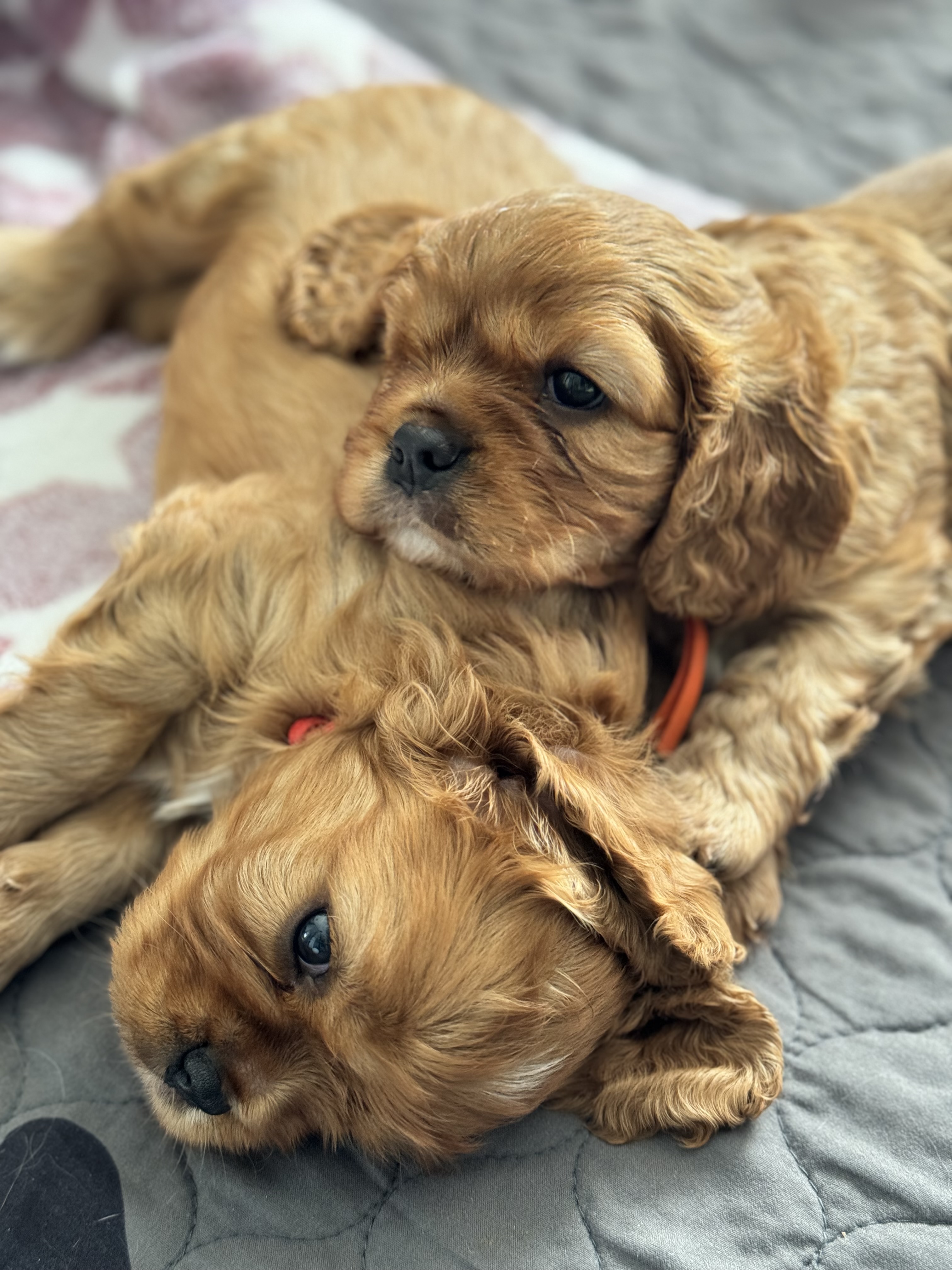 Cavalier King Charles Spaniel