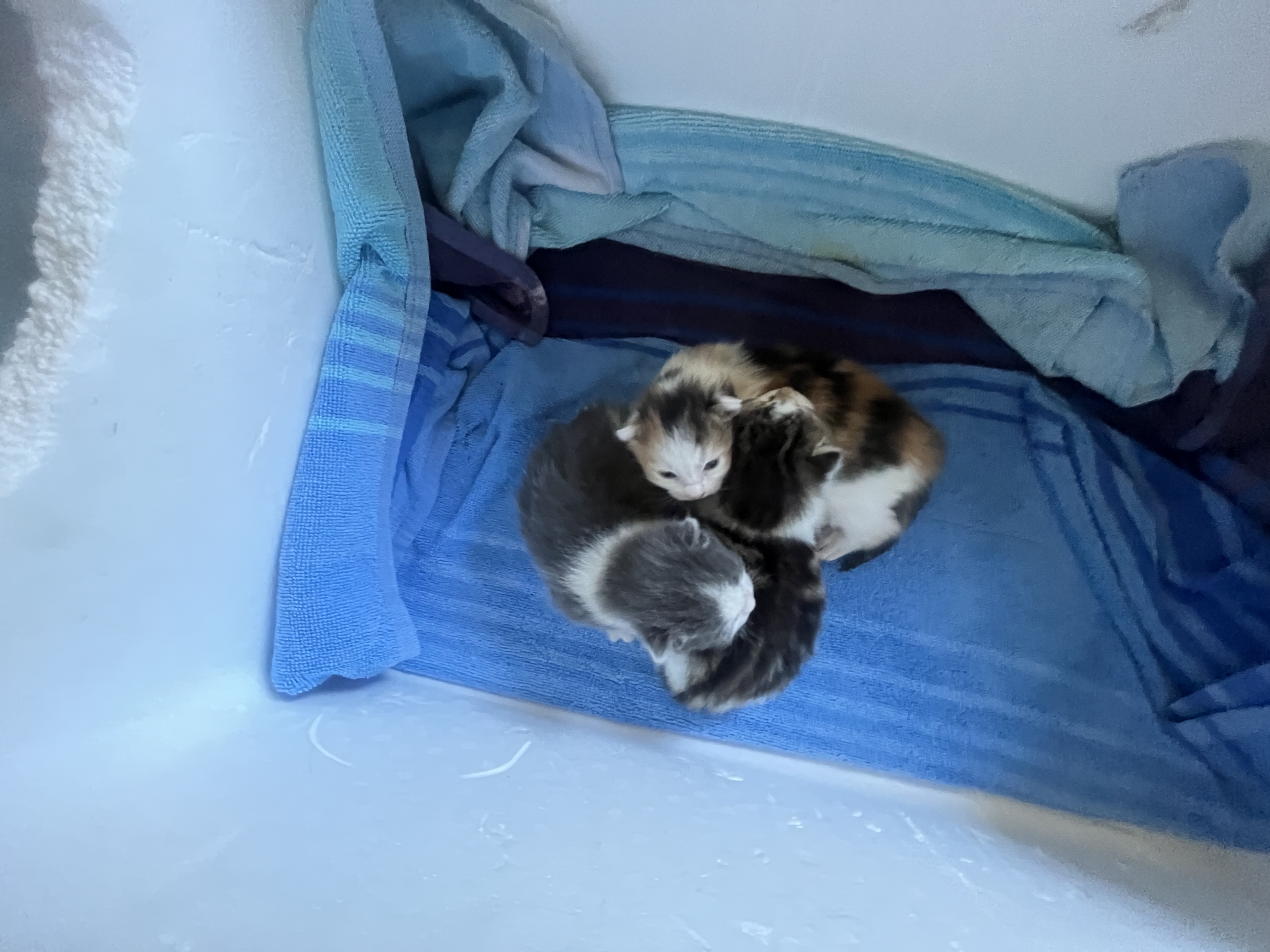 Other Cats – Bankstown