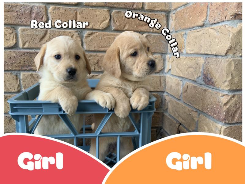 Goldador – MacGregor
