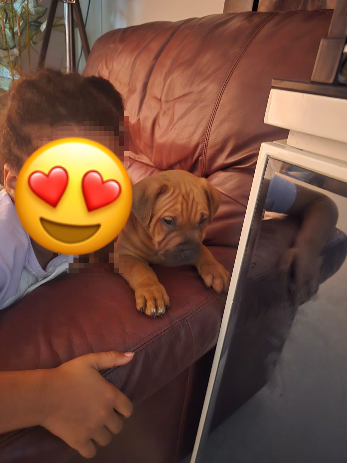 Cane Corso – Balga