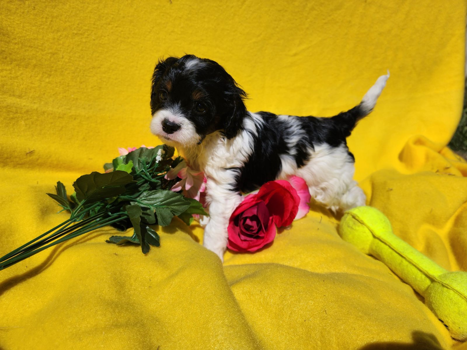 Cavoodle Orange PetsForHomes cavoodle-orange-petsforhomes