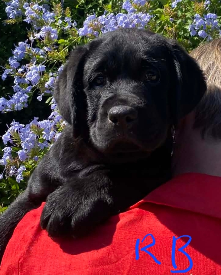 Labrador Retriever – Dunedoo