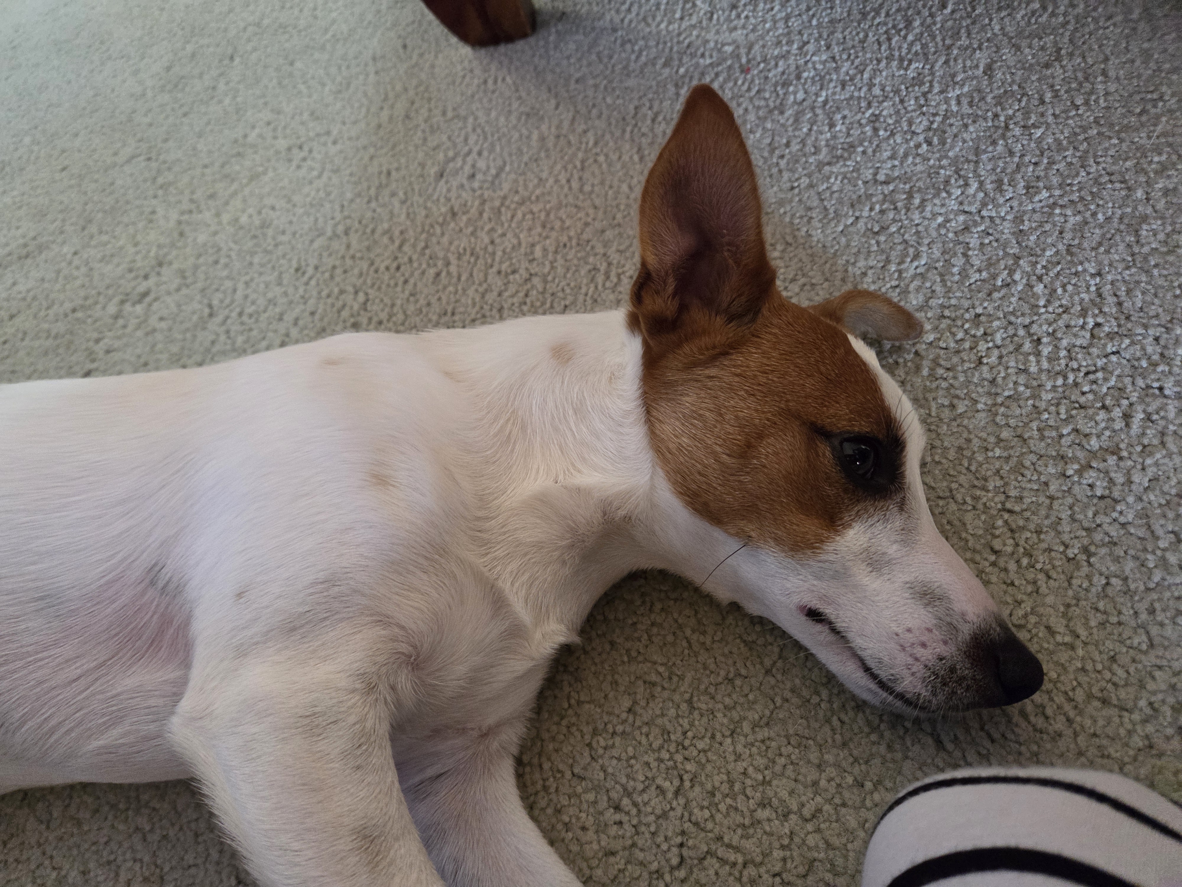 Jack Russell – Warnbro