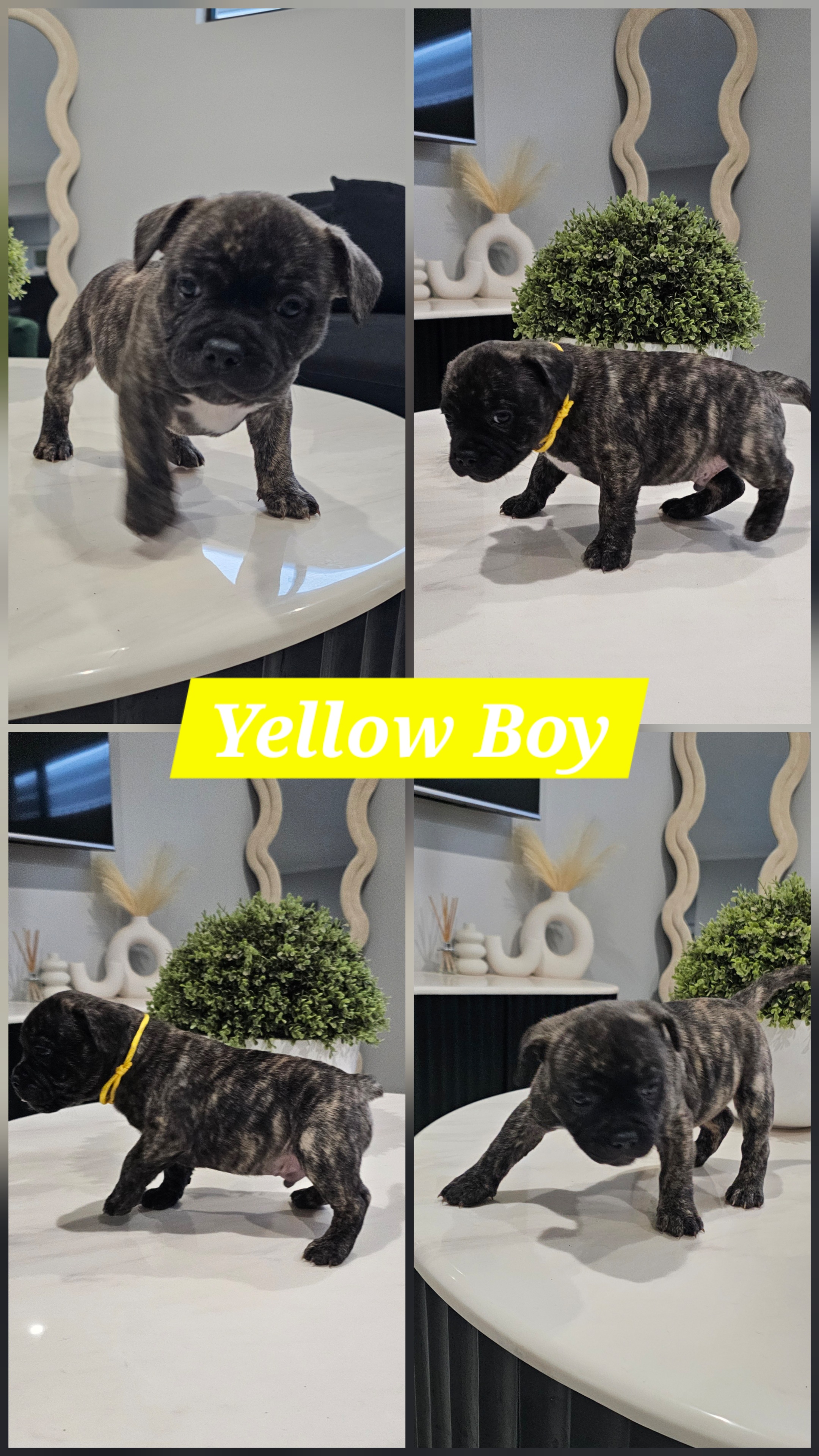 French Bulldog – Two Rocks