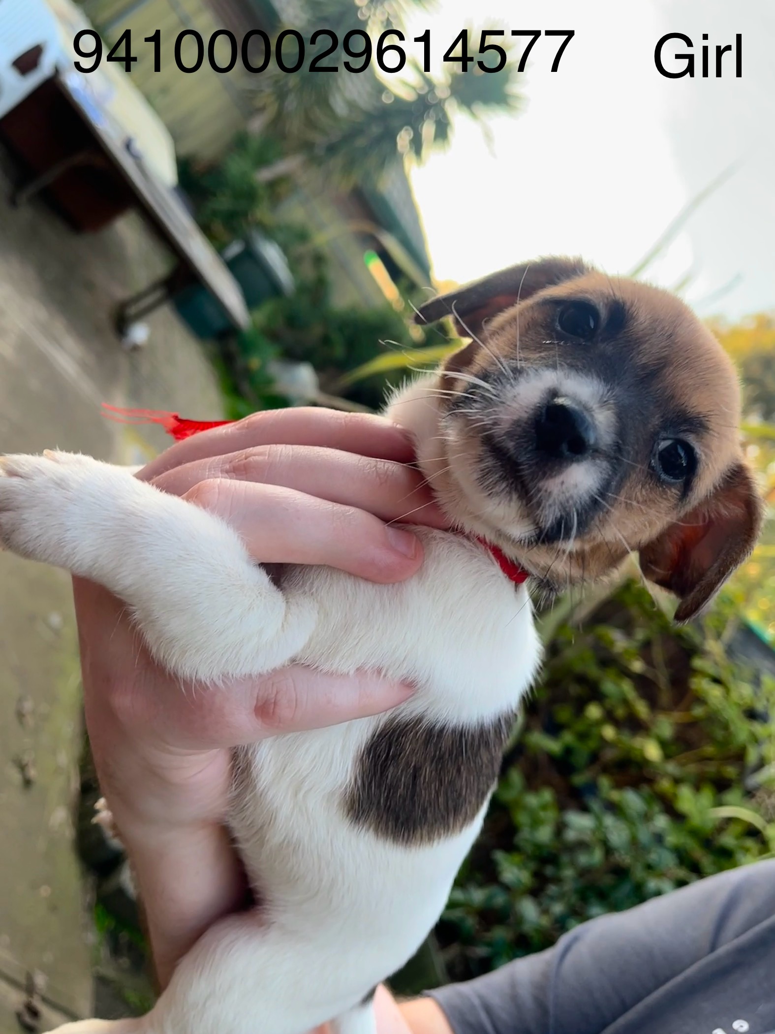 Jack Russell – Salisbury