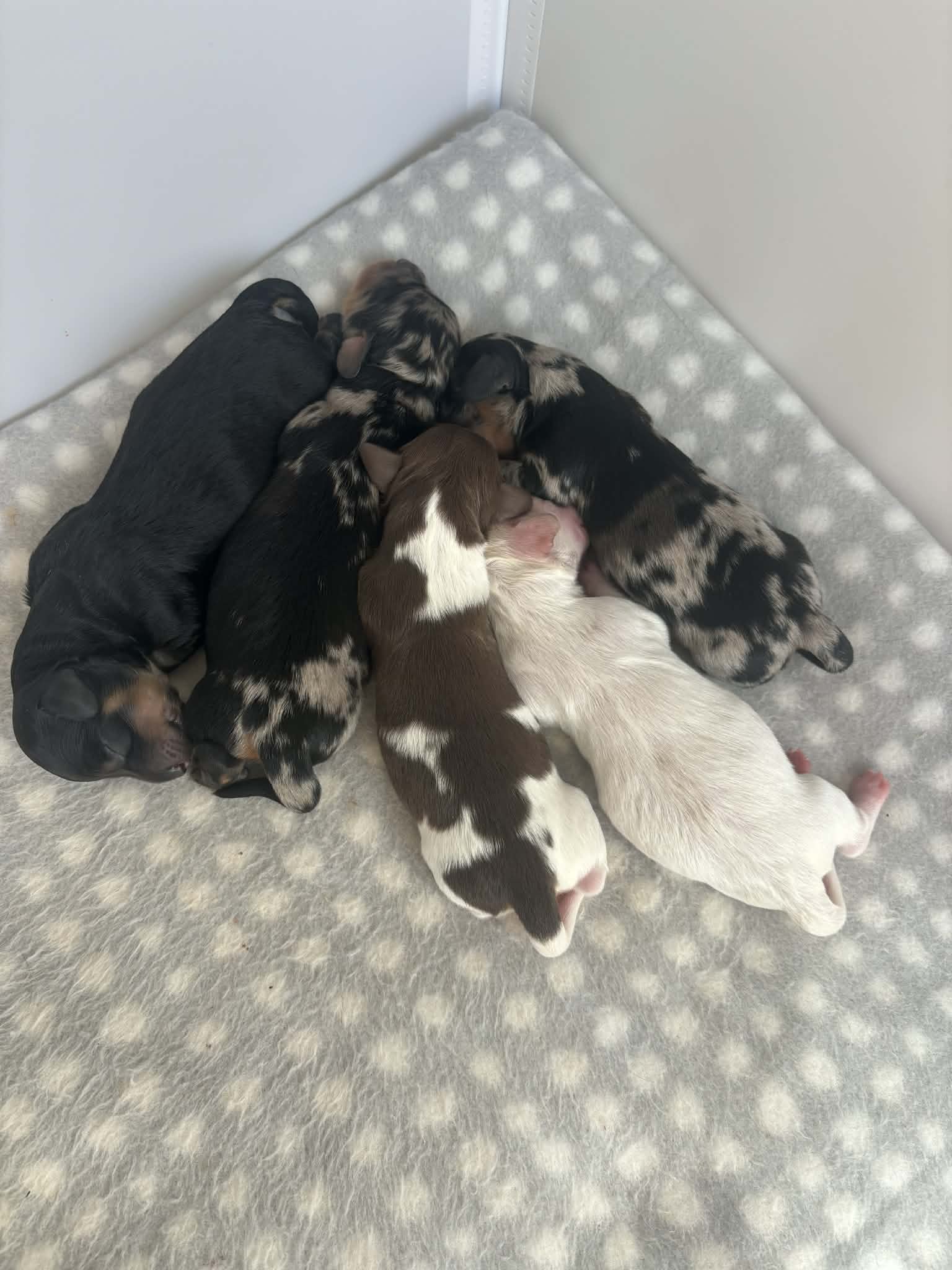 Dachshund – Port Macquarie