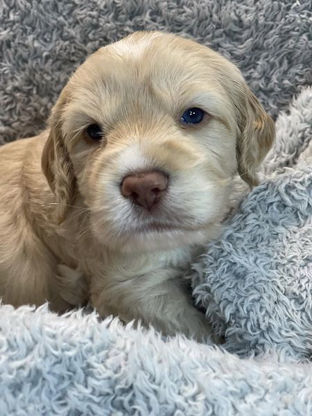 Australian Labradoodle