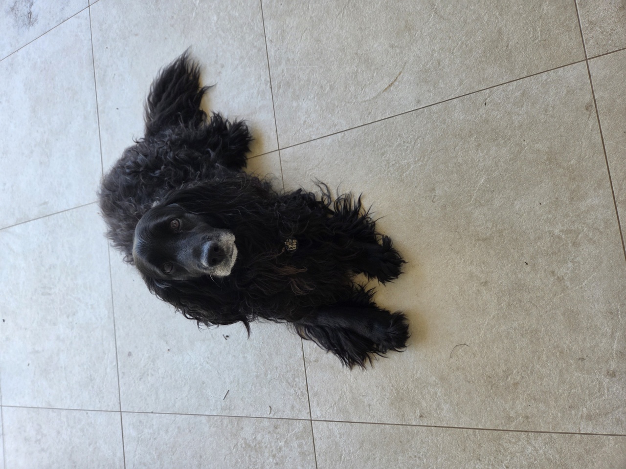 Spoodle – Roselands