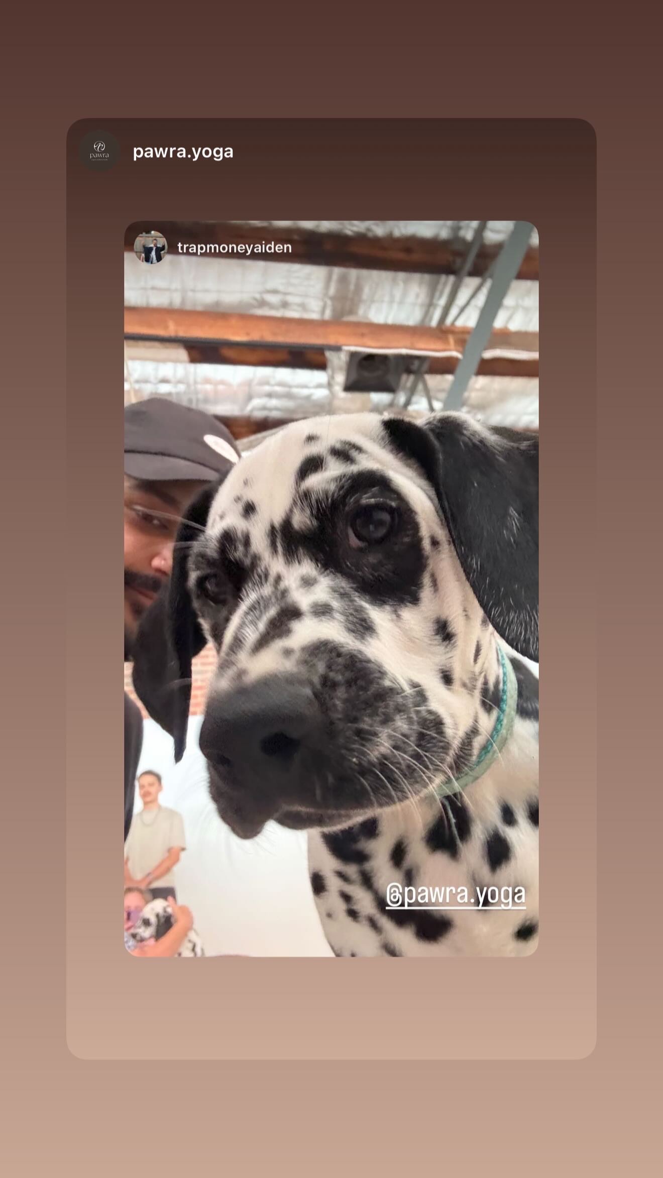 Dalmatian – Melbourne