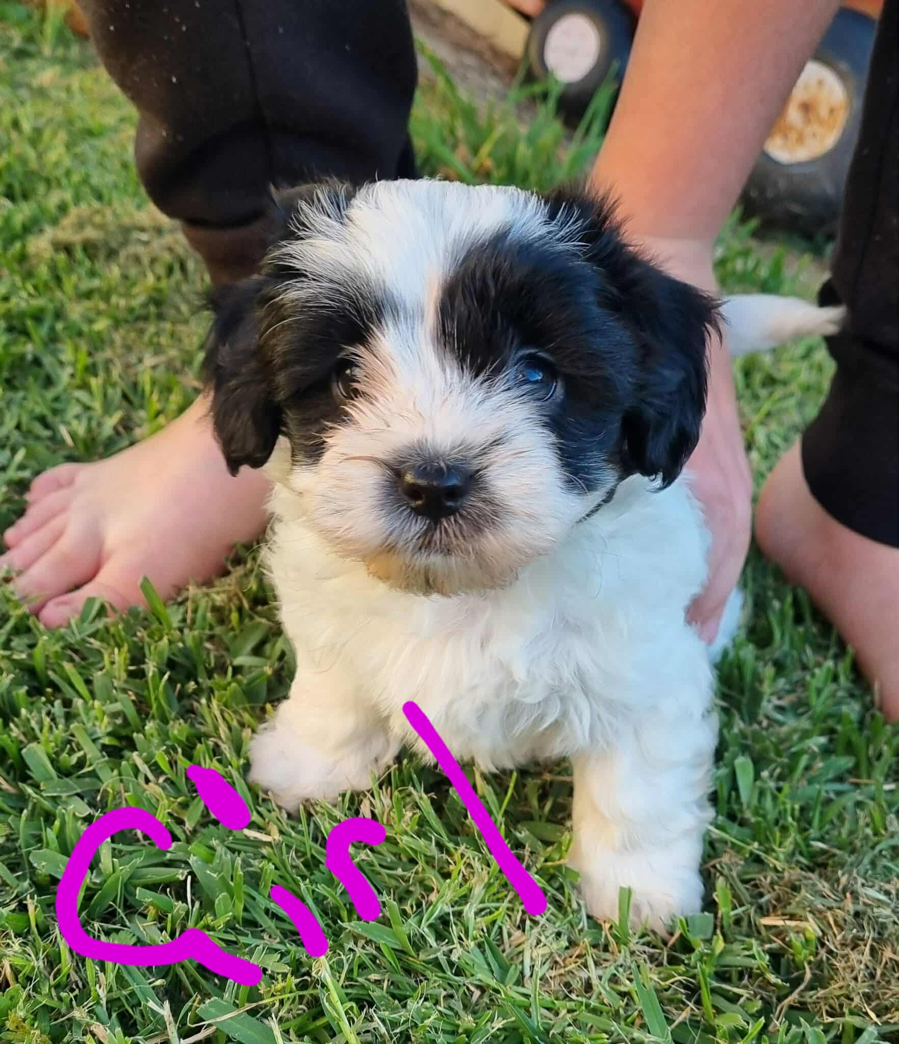 Shmoodle – Hinchinbrook