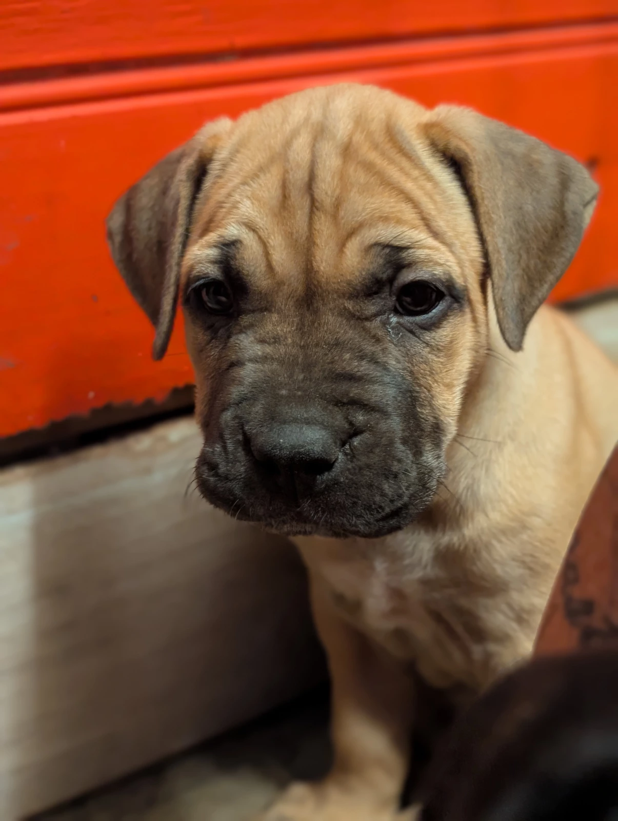 Bullmastiff - Stratton