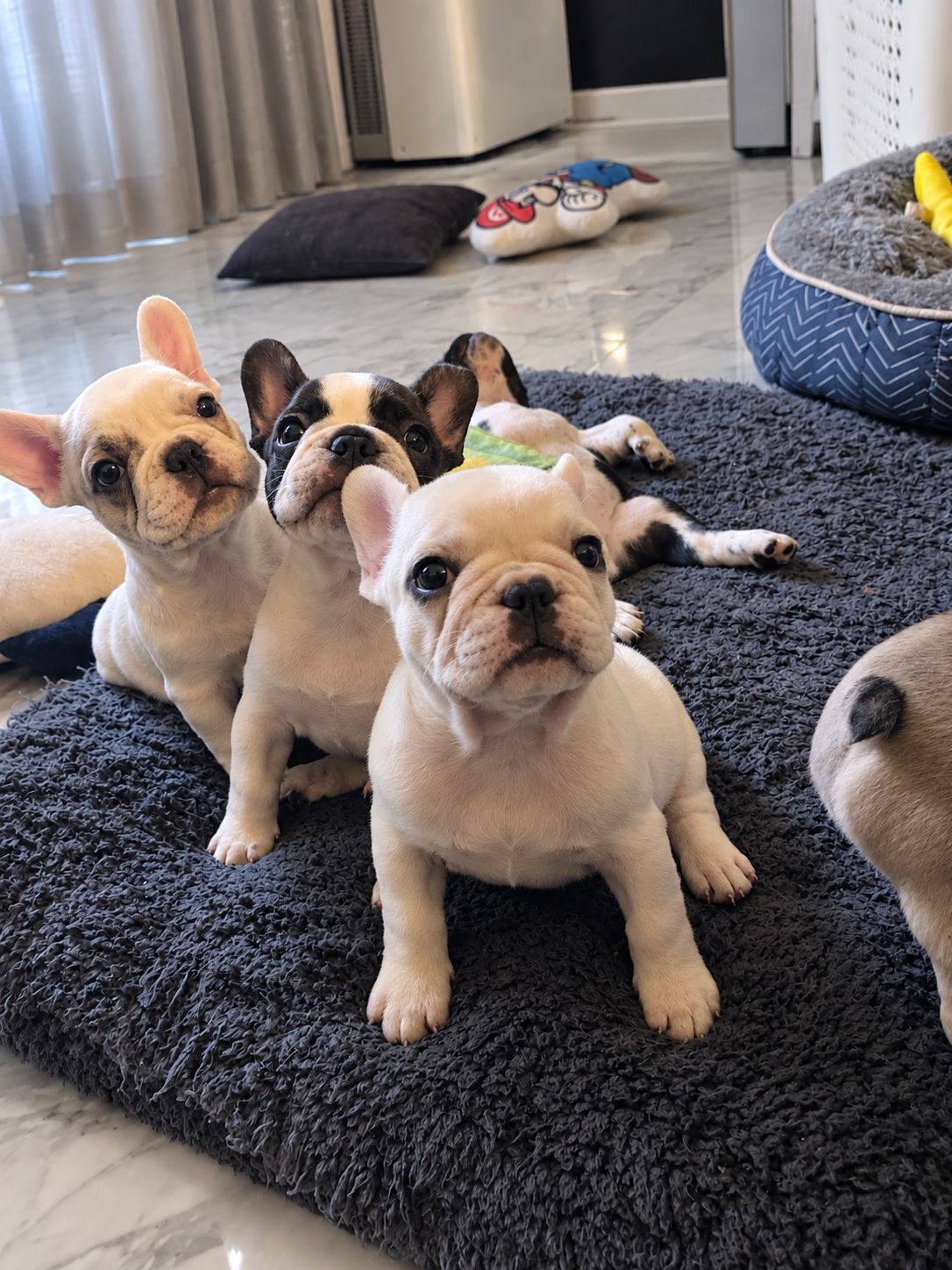 French Bulldog – Perth