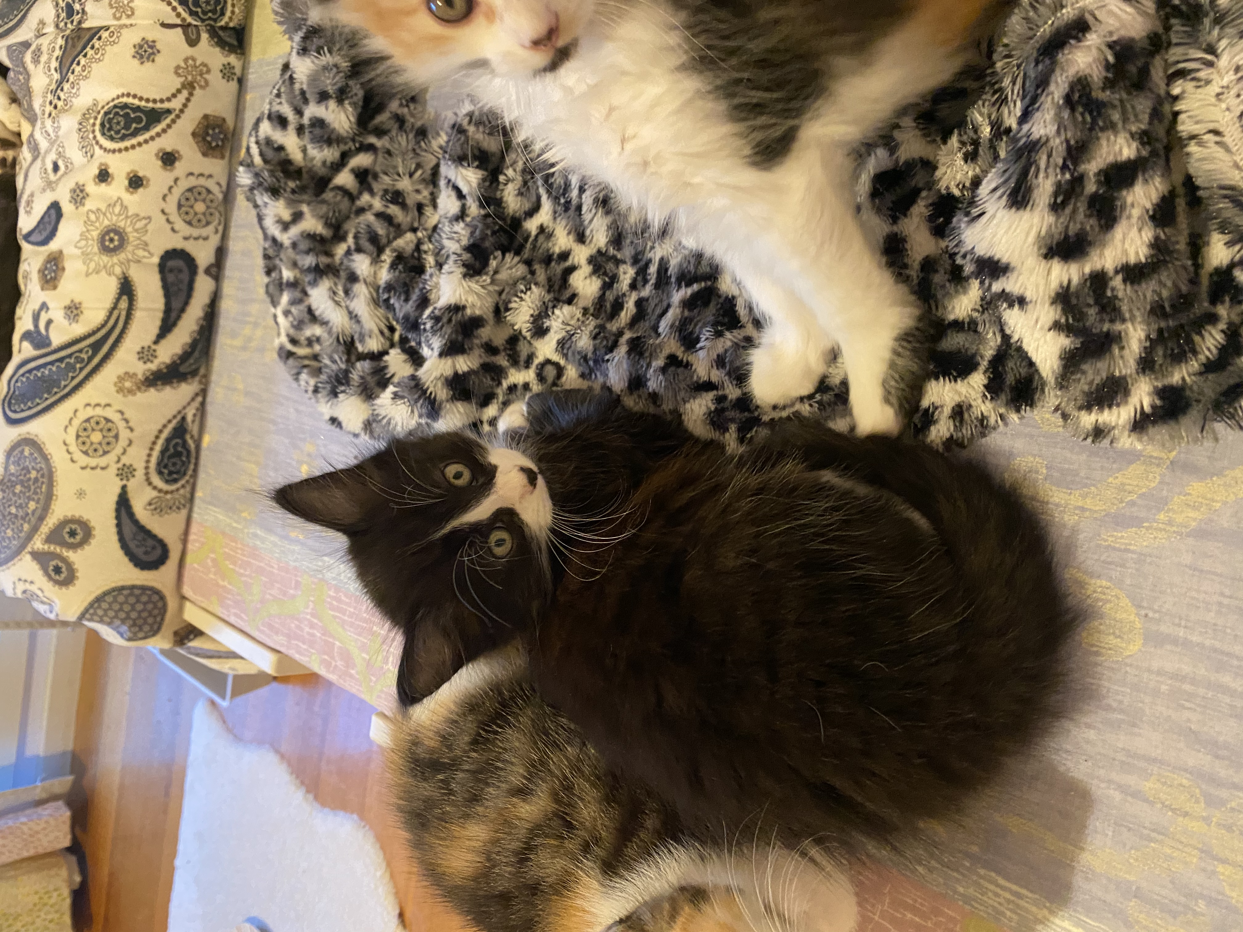 Domestic Medium Hair (DMH) – Berwick