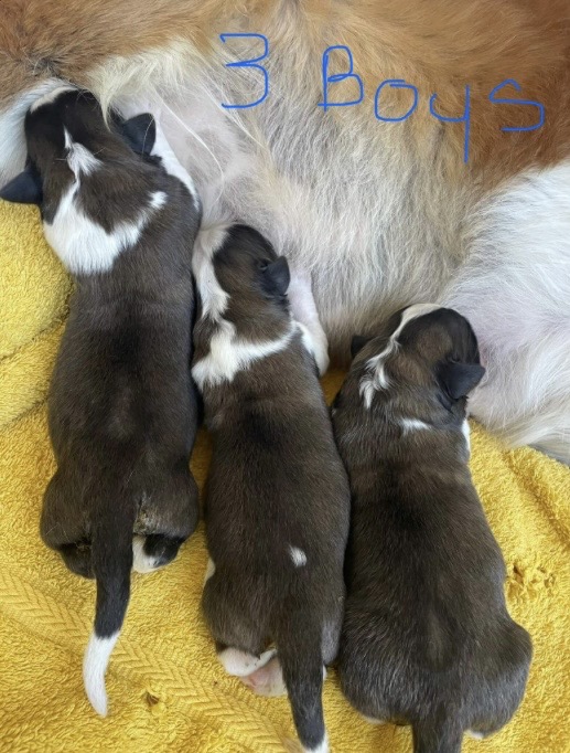 Saint Bernard – Armidale