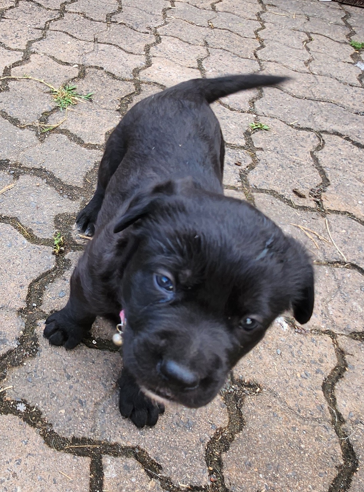 German Shepherd – Durack