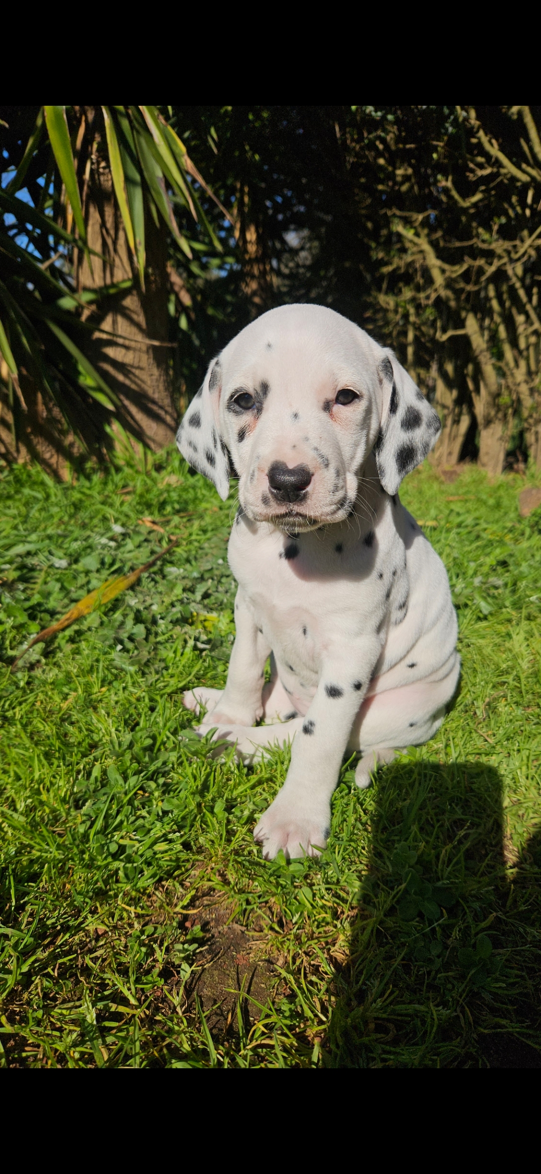 Dalmatian – Devon Meadows