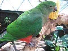 Wanted to buy - Female King Parrot