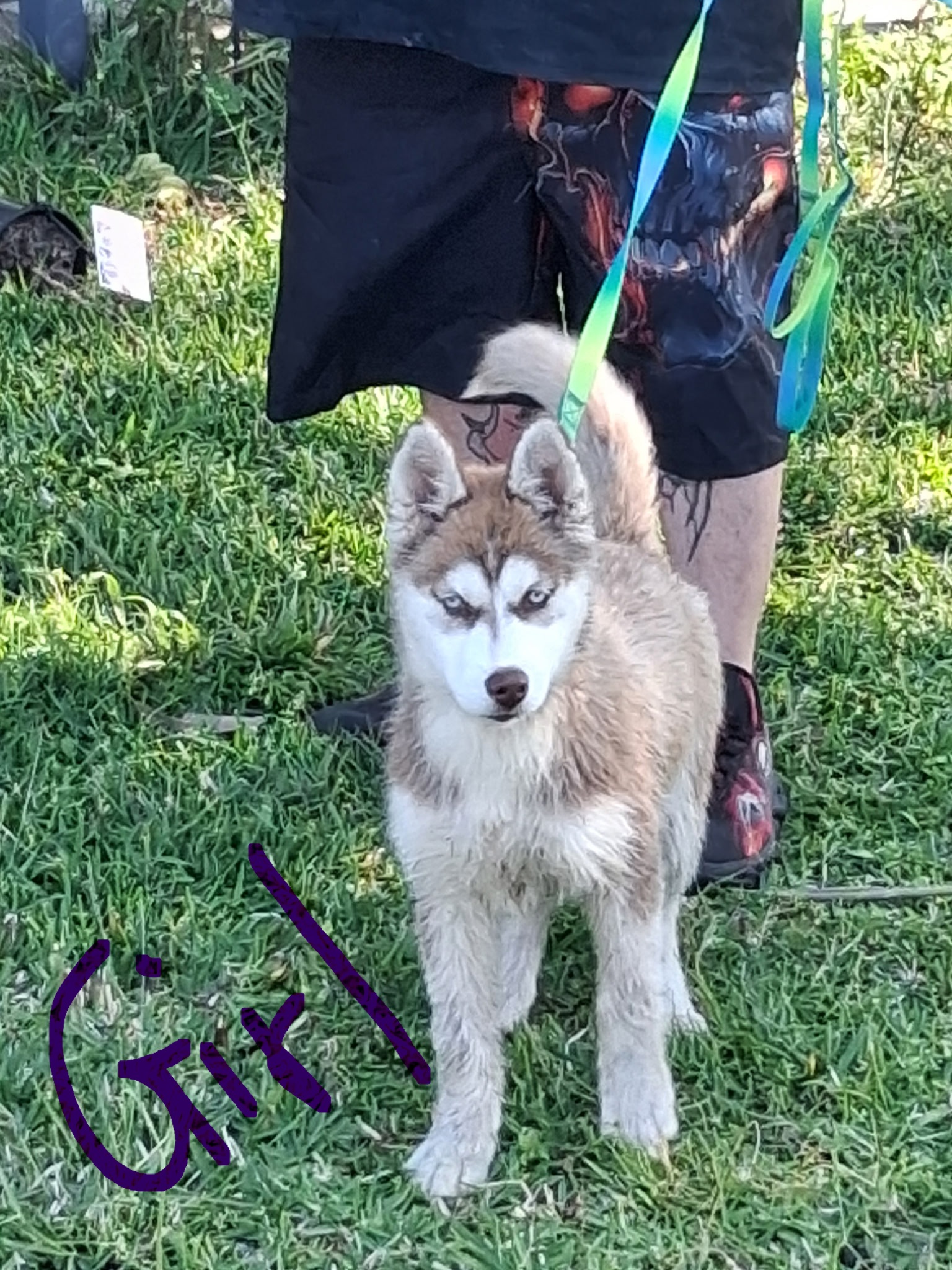 Husky – Margate