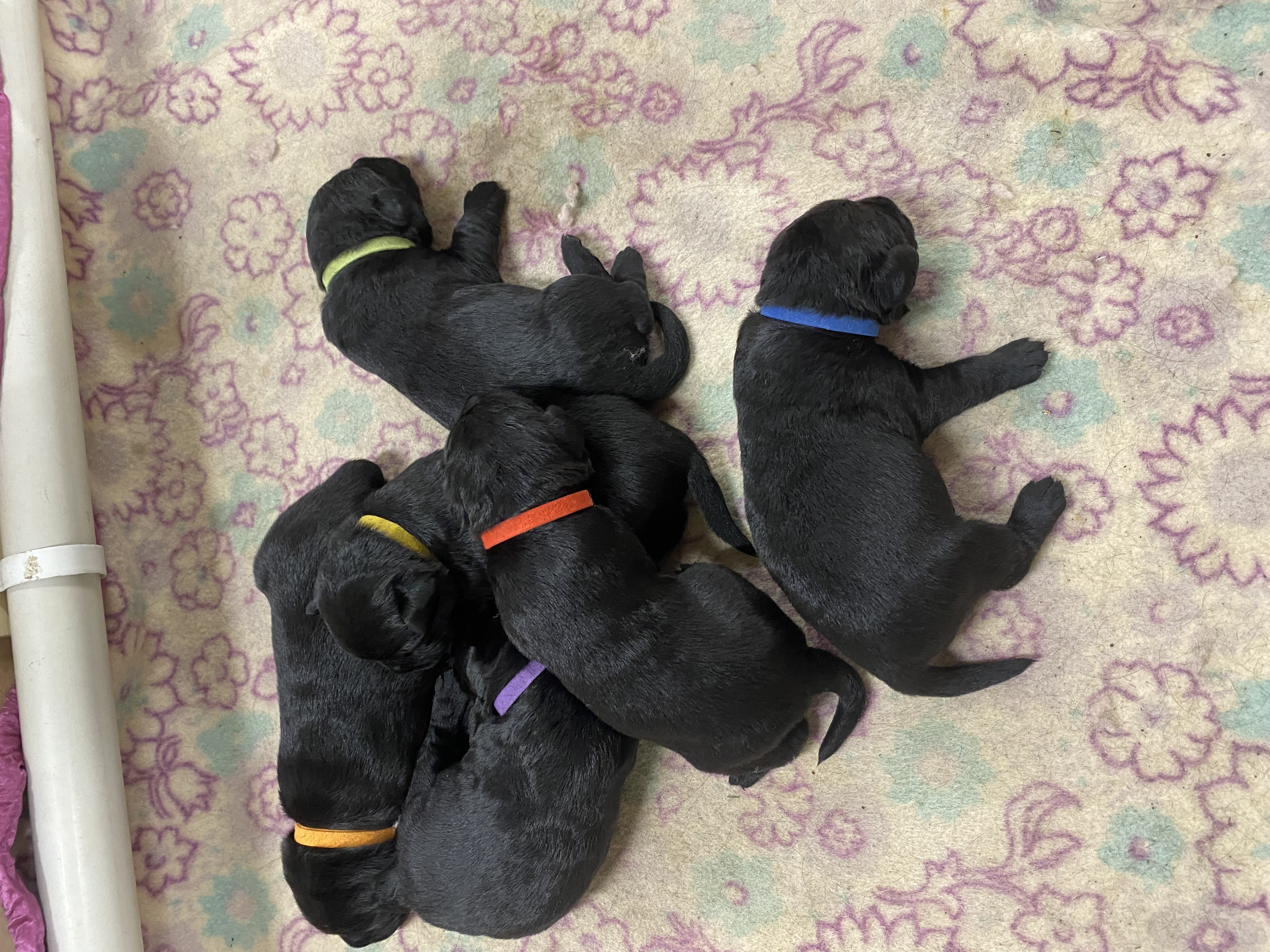 Labrador Retriever – Mount Gambier