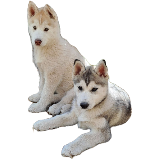 Husky – Sale