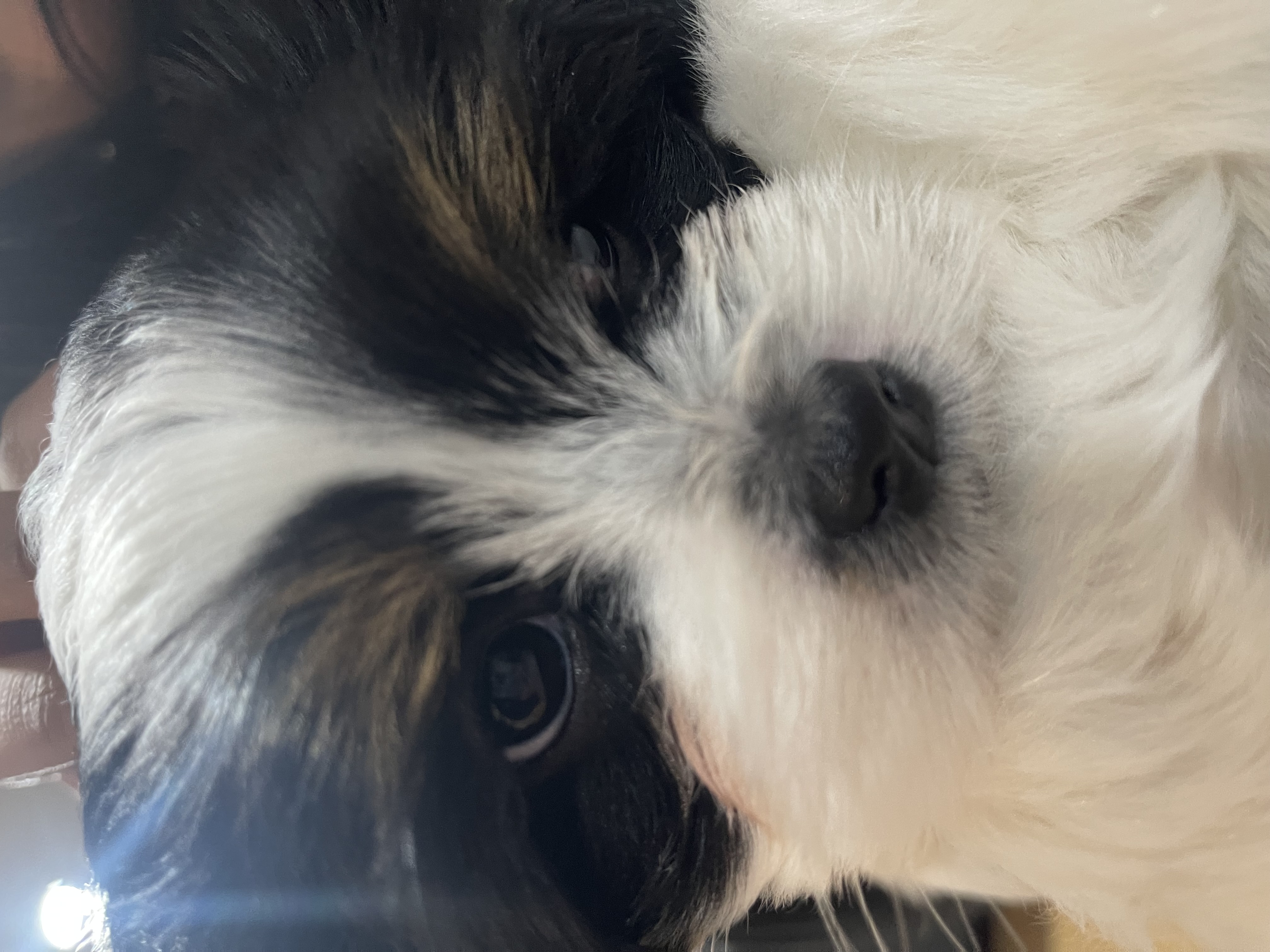 Maltese Shih Tzu – Bundoora