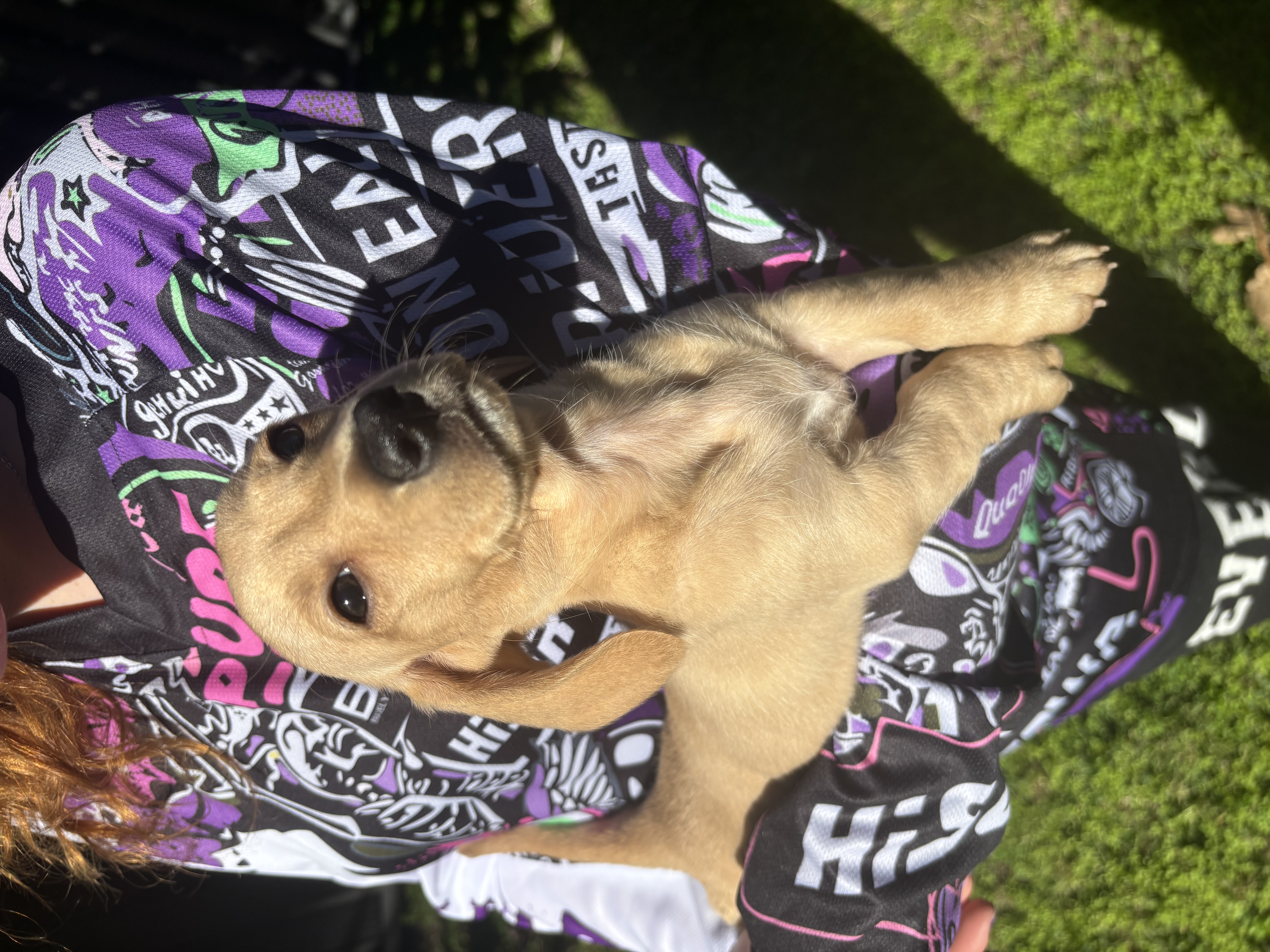 Dachshund – Kingaroy