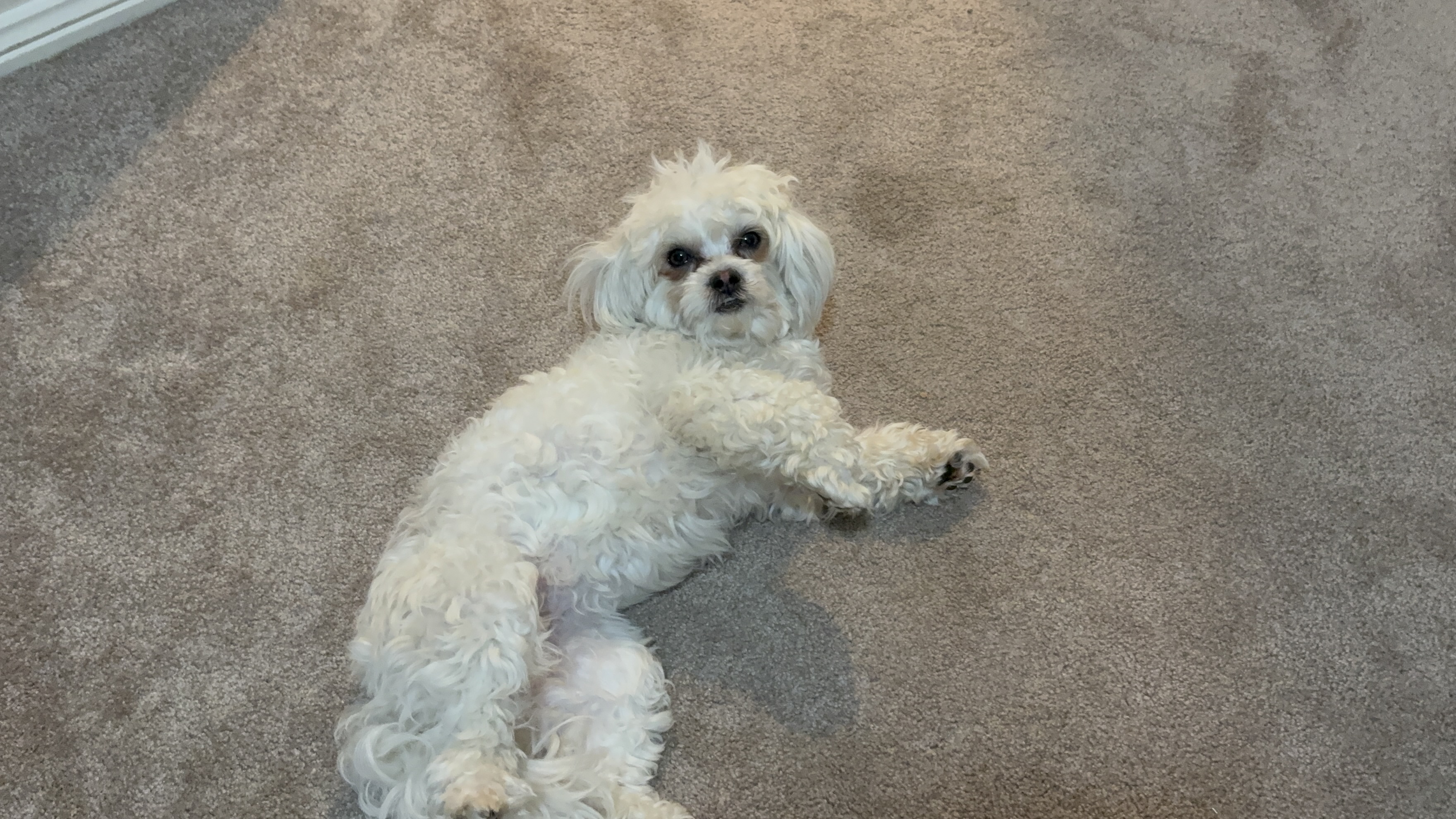 Maltese Shih Tzu – Moorebank