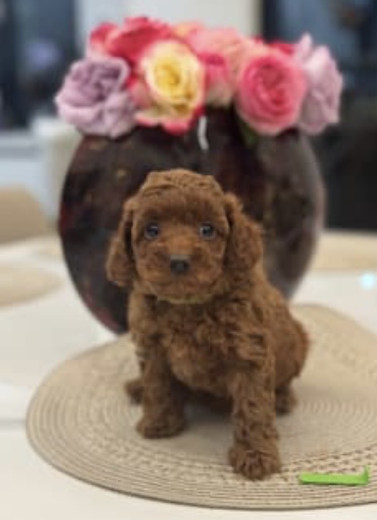 Toy Poodle – Sunbury