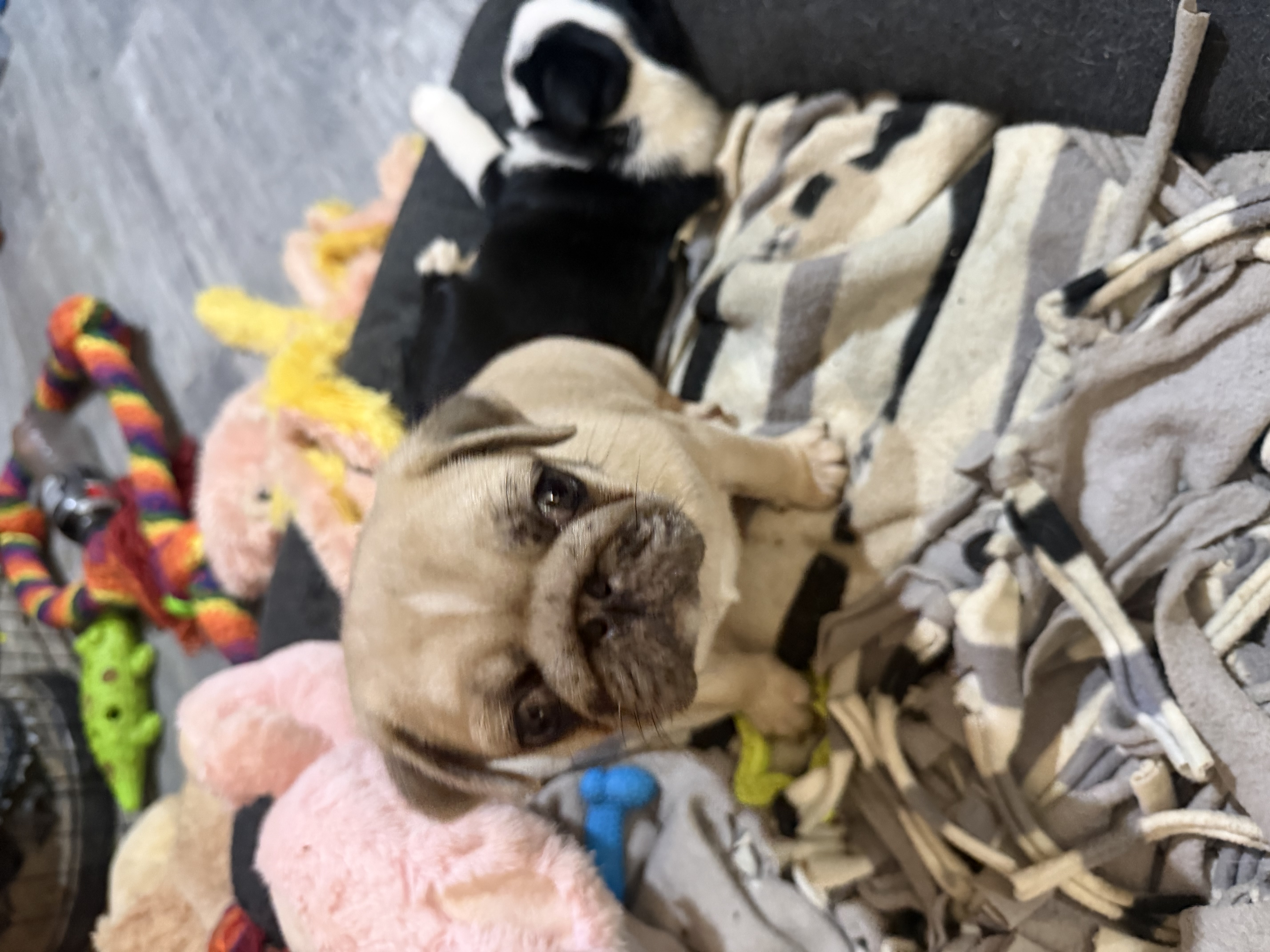 Pug – Dubbo